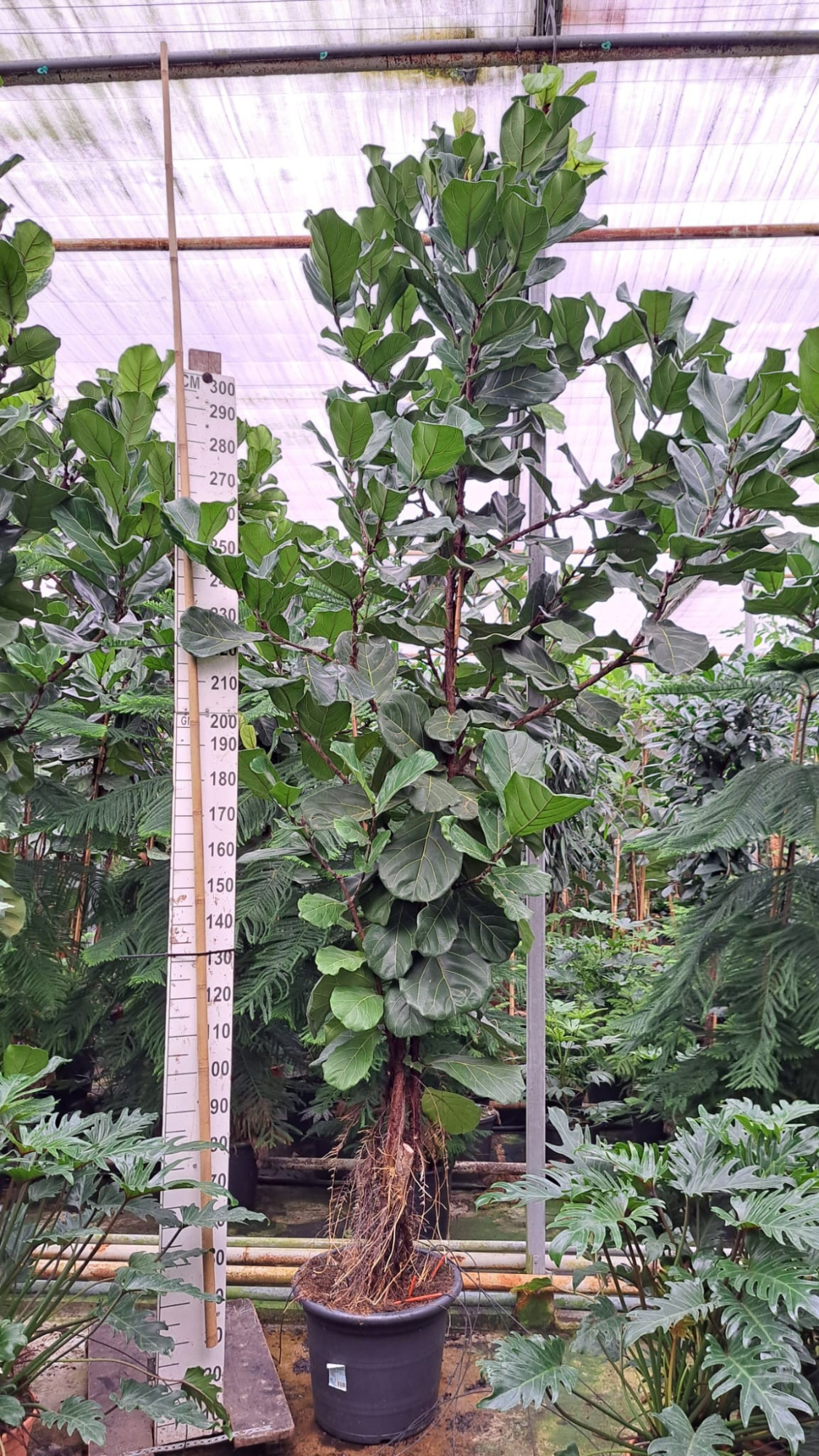 Ficus Lyrata vertakt 380, D 50