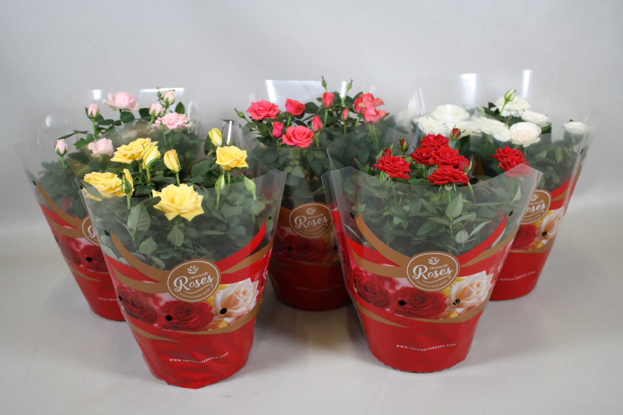 Rosa Favourite Roses mixdoos schaal +seizoenshoes, D 20