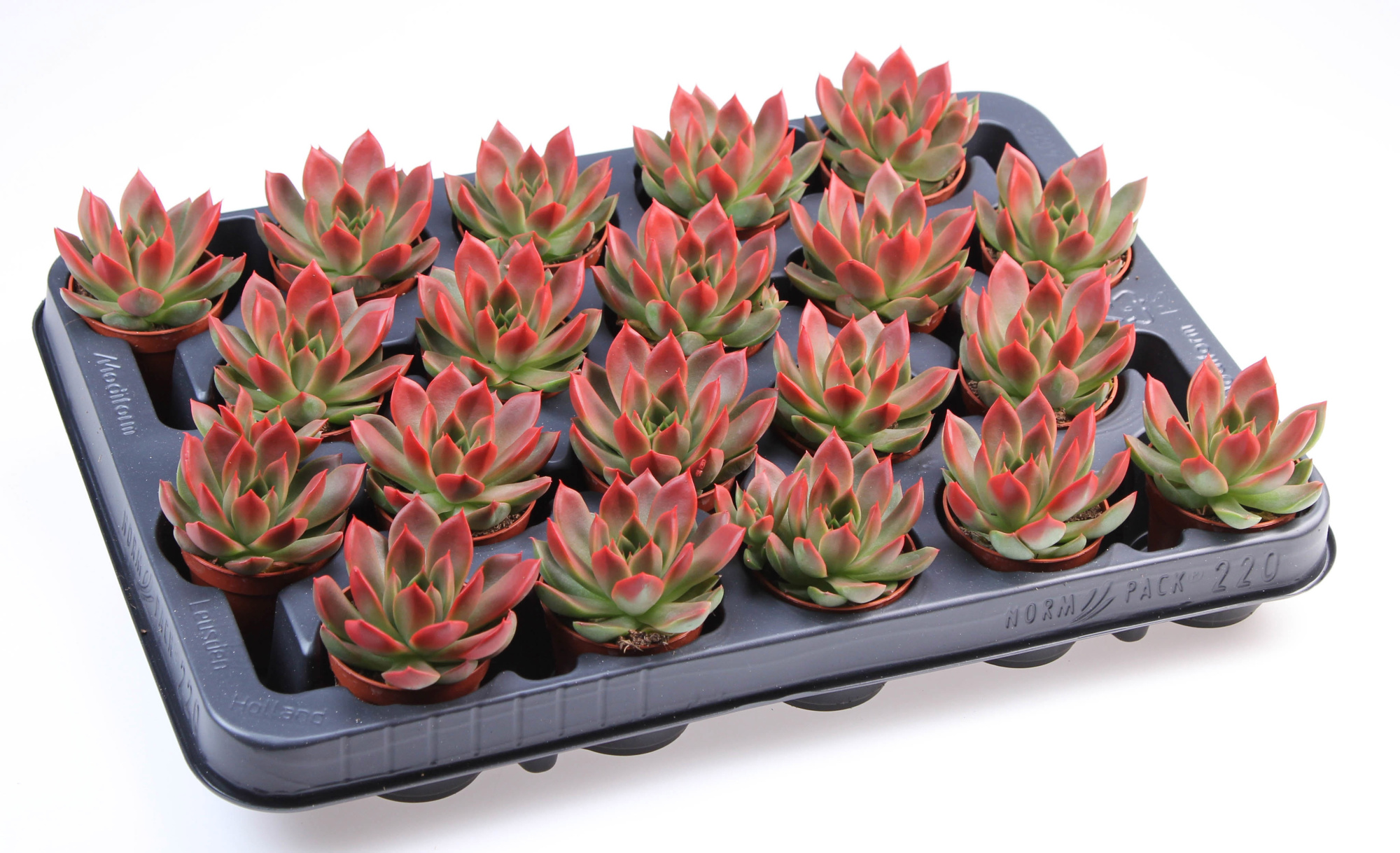 Miranda red tips, D 5,5