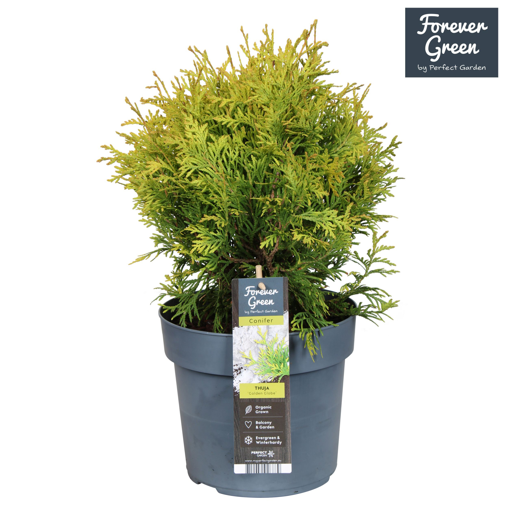 Thuja occidentalis 'Golden Globe' P19, D 19