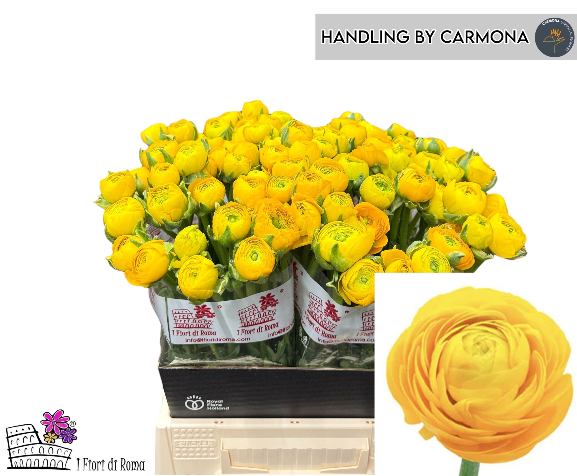Ранункулус Элеганс Еллоу 45, шт.