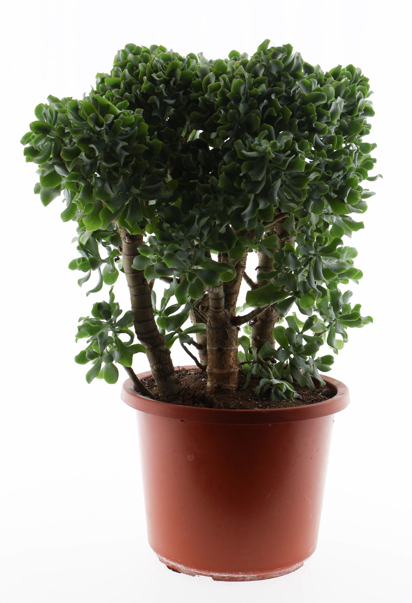 Crassula aborescens, D 32