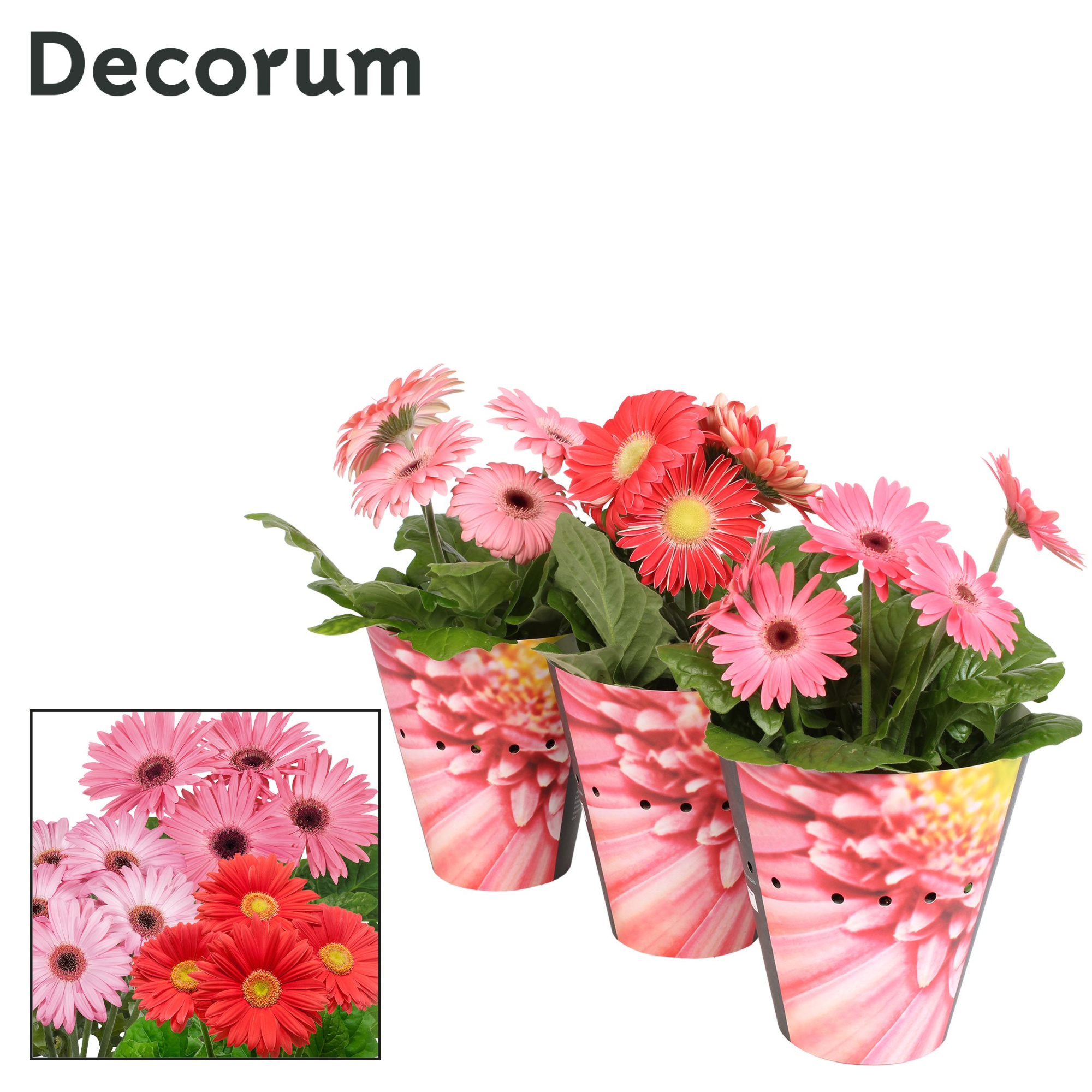 Gerbera 2+ bl. 12cm rose (diverse kleurtinten)potcover Decorum, D 12