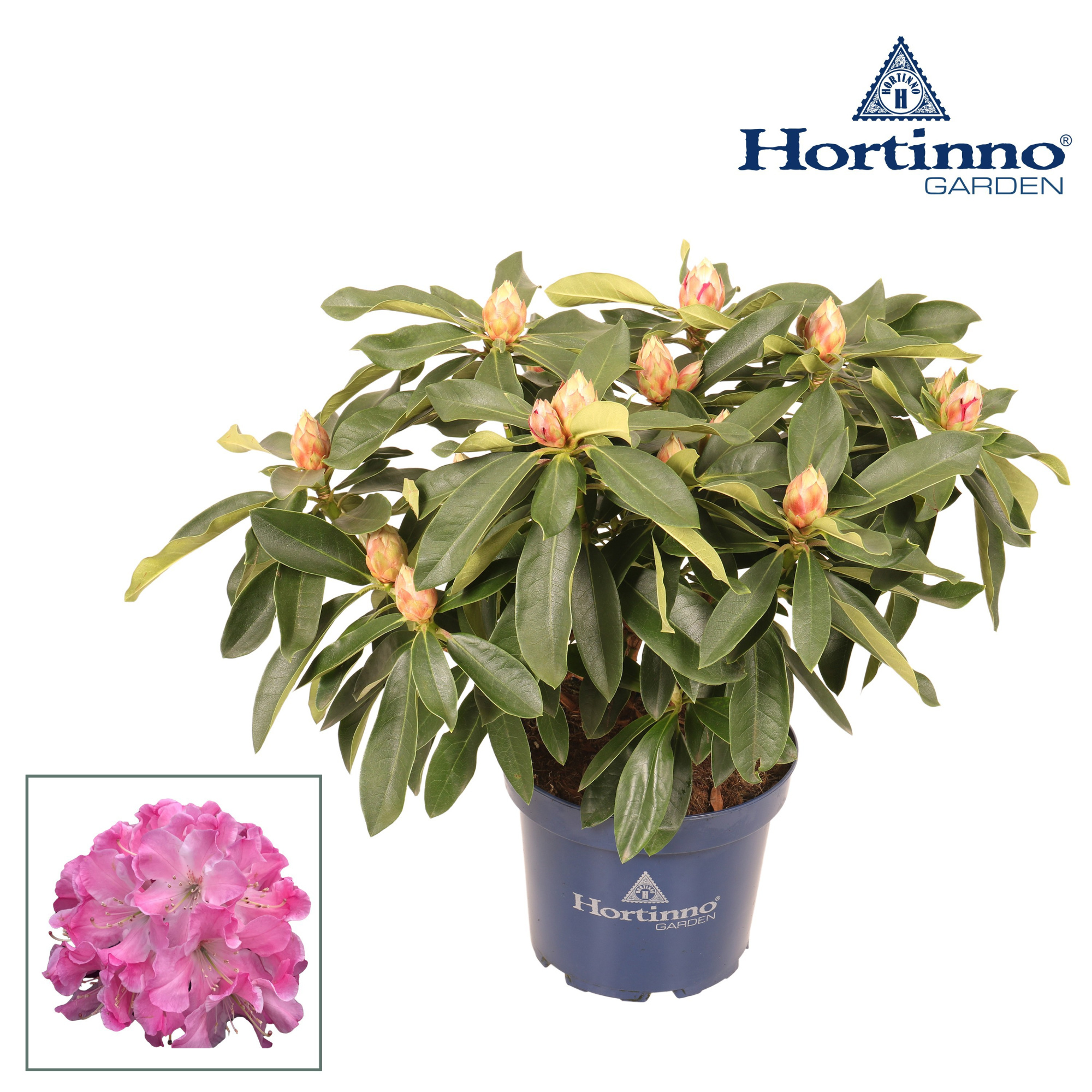 Hortinno® Garden XXL Pink Tiger groen 50 - 60 cm, D 23
