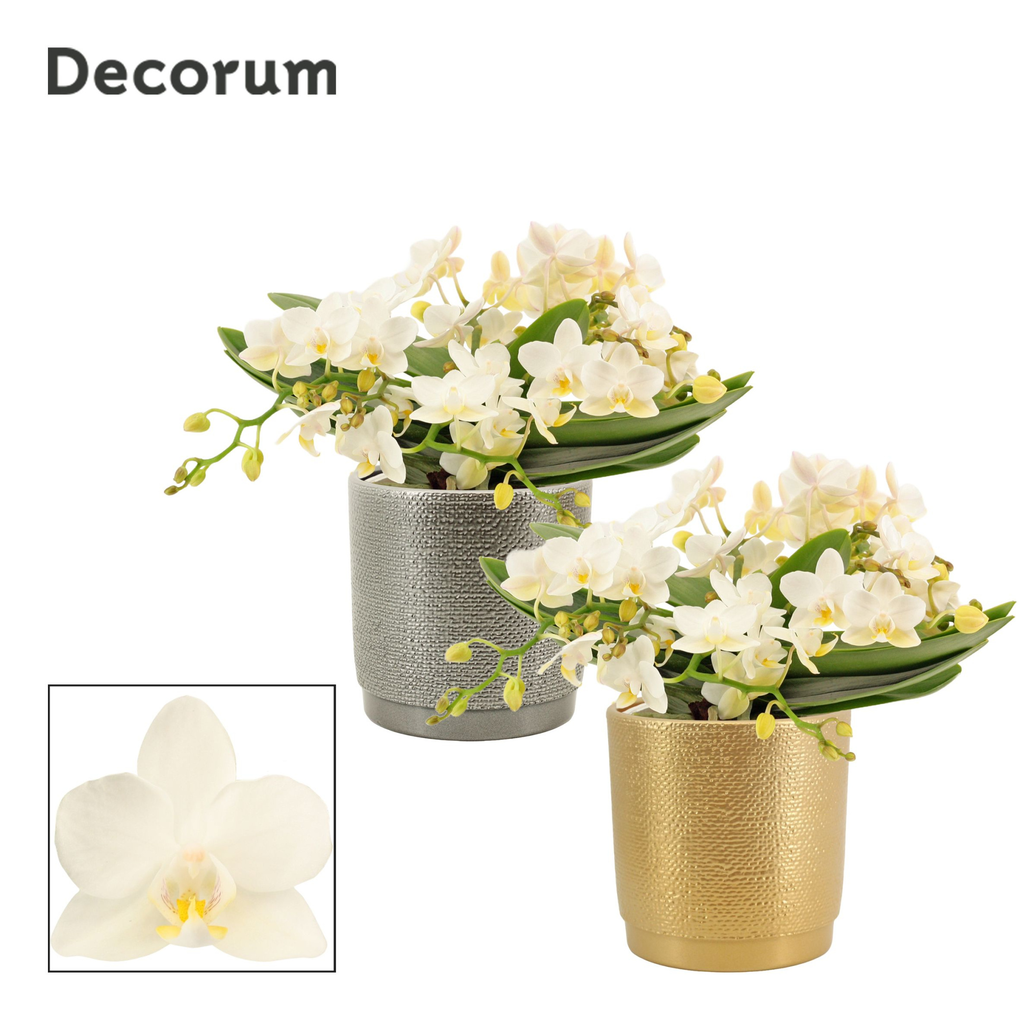 Phalaenopsis Table Whitney 4+ tak in Gabriël (Deco-collection), D 12