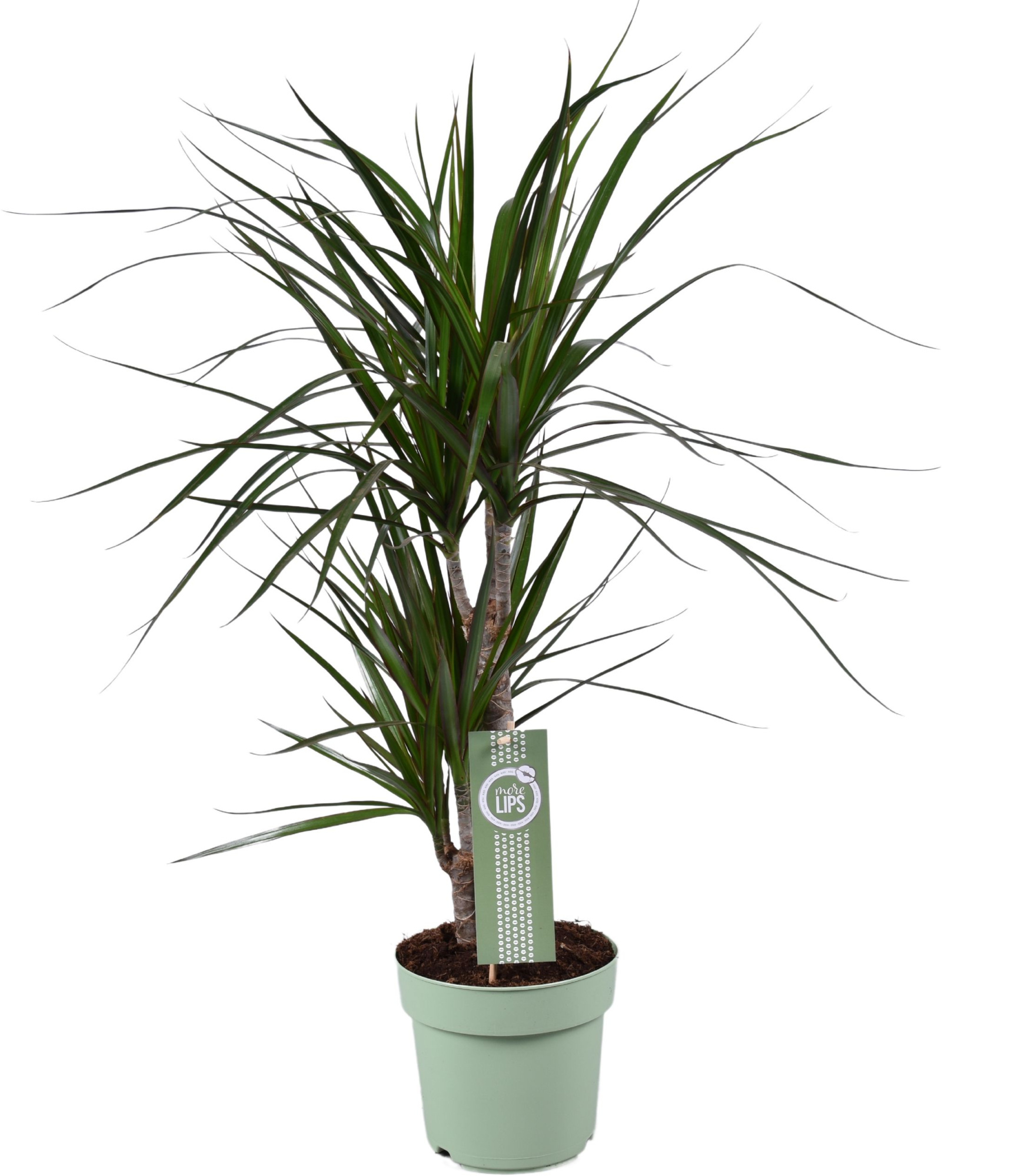 Dracaena Marginata 30-15 MoreLips, D 17