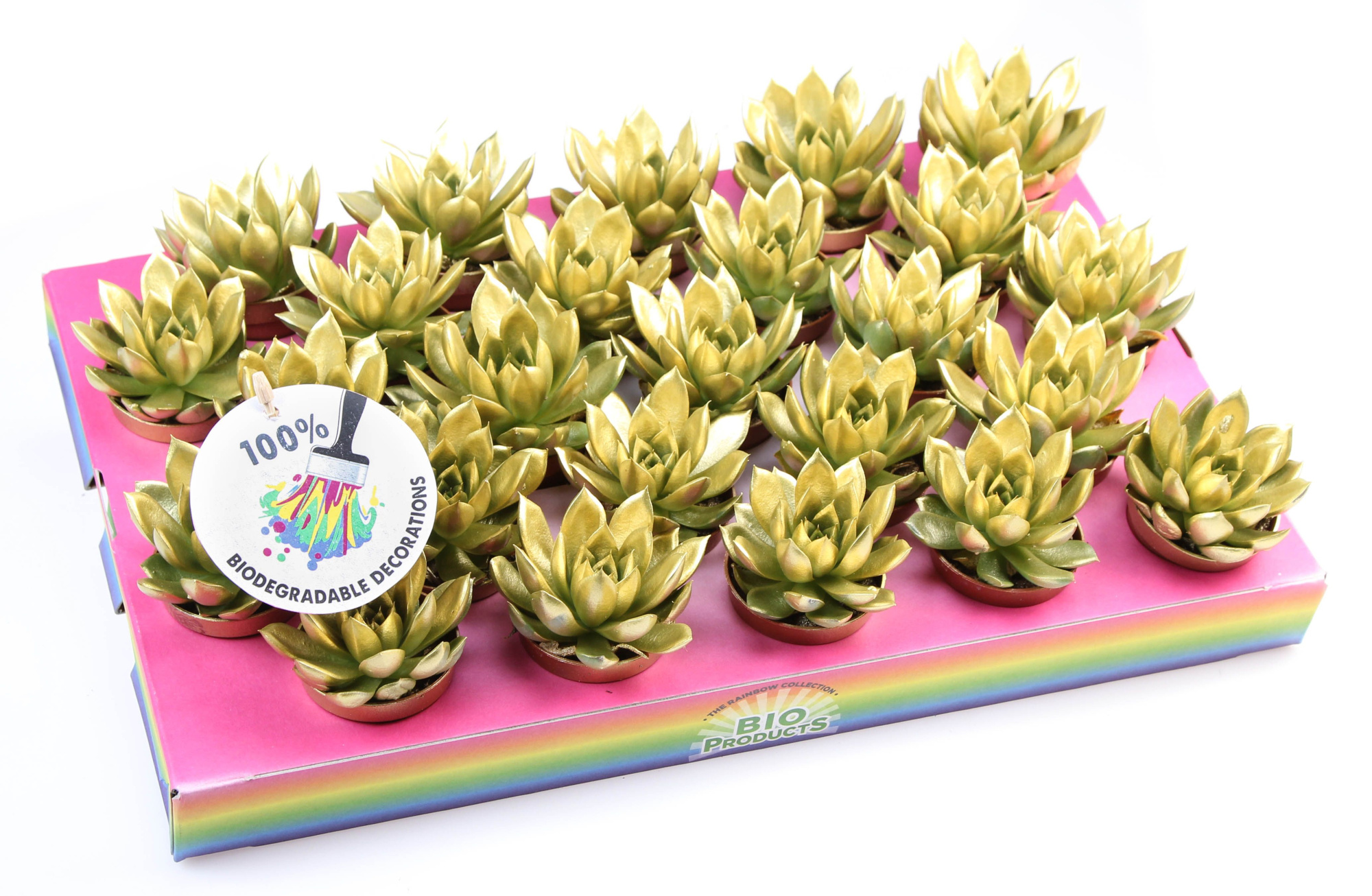 Bio miranda rainbow gold, D 5,5