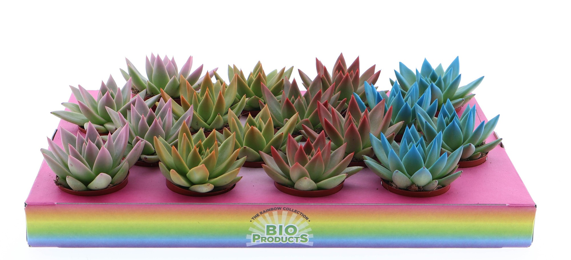 Rainbow tips mix, D 6