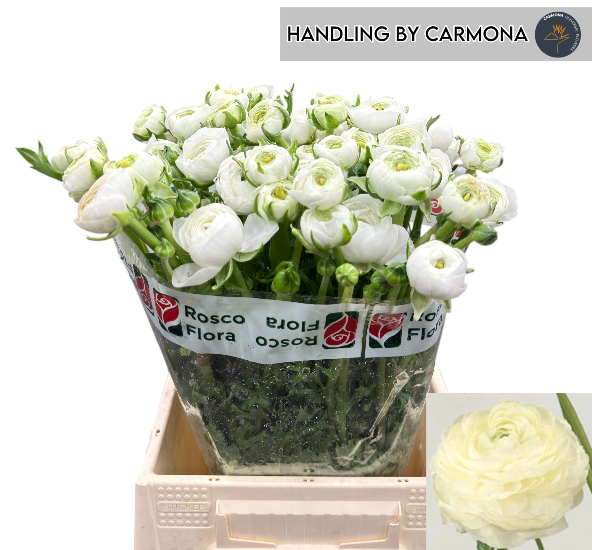 Ранункулус Элеганс Вайт 45, шт.