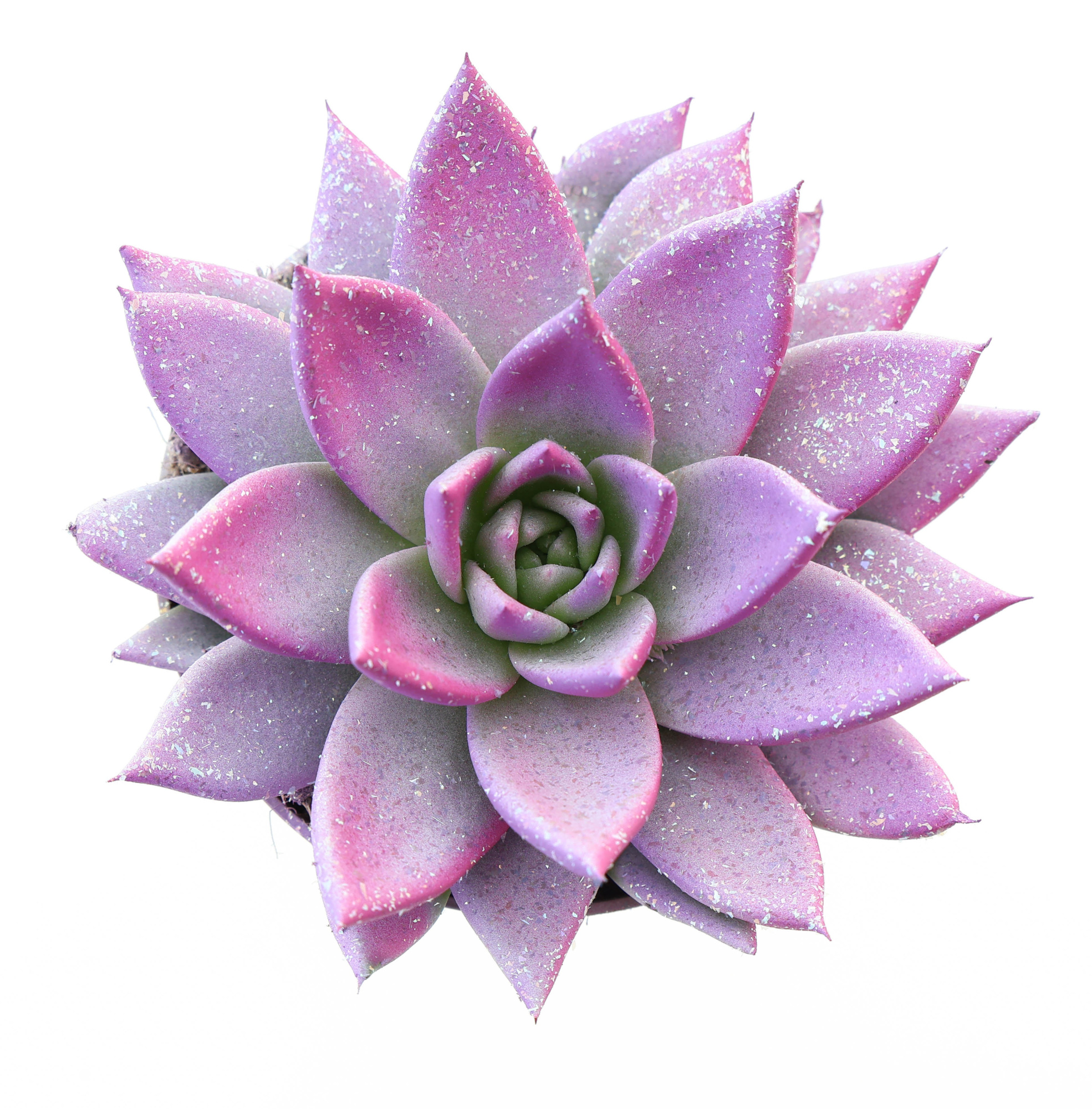 Miranda valentine multi glitter mix, D 10,5