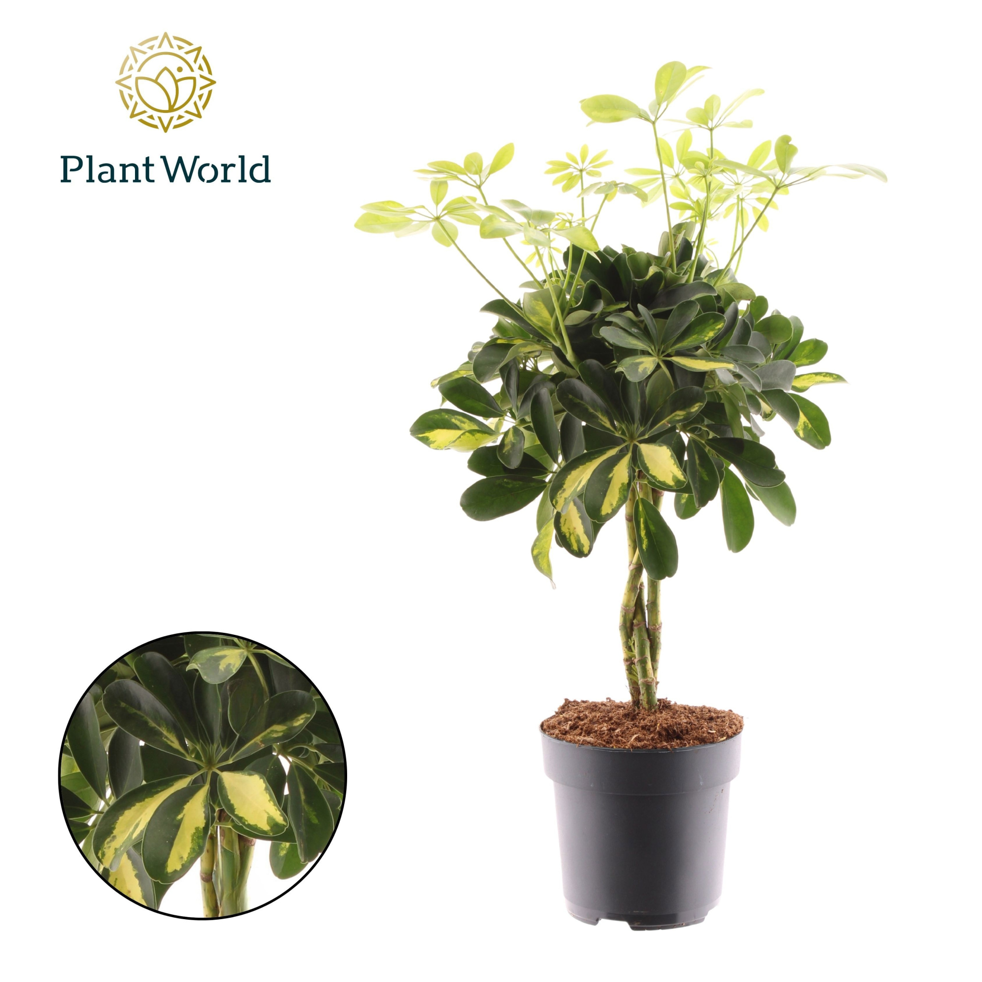 Schefflera Gold Capella vlecht, D 17