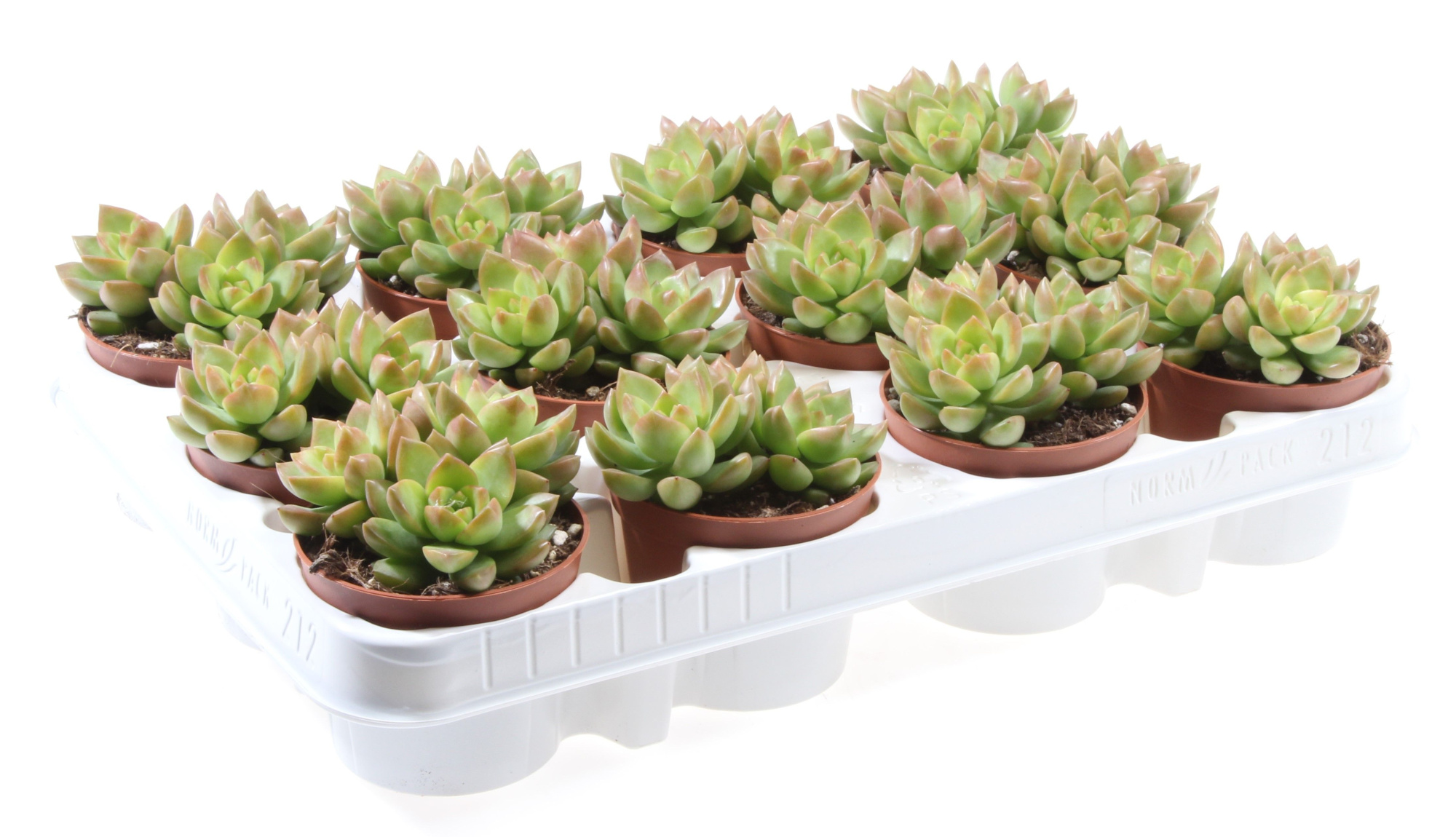 Sedum adolphi, D 8,5