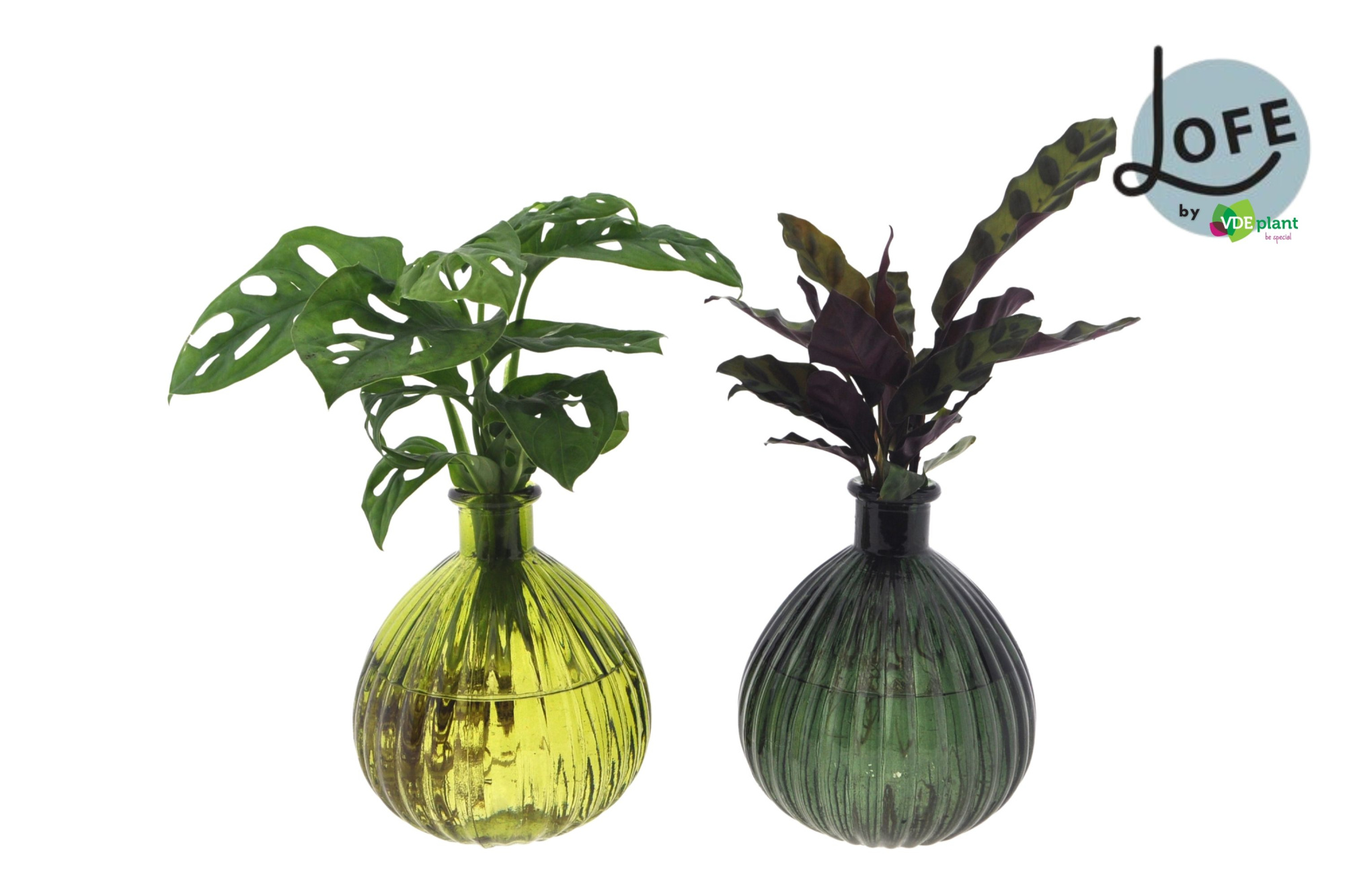 LOFE | Intenz mix in Jive glas XL- levertijd: 24 uur, D 7