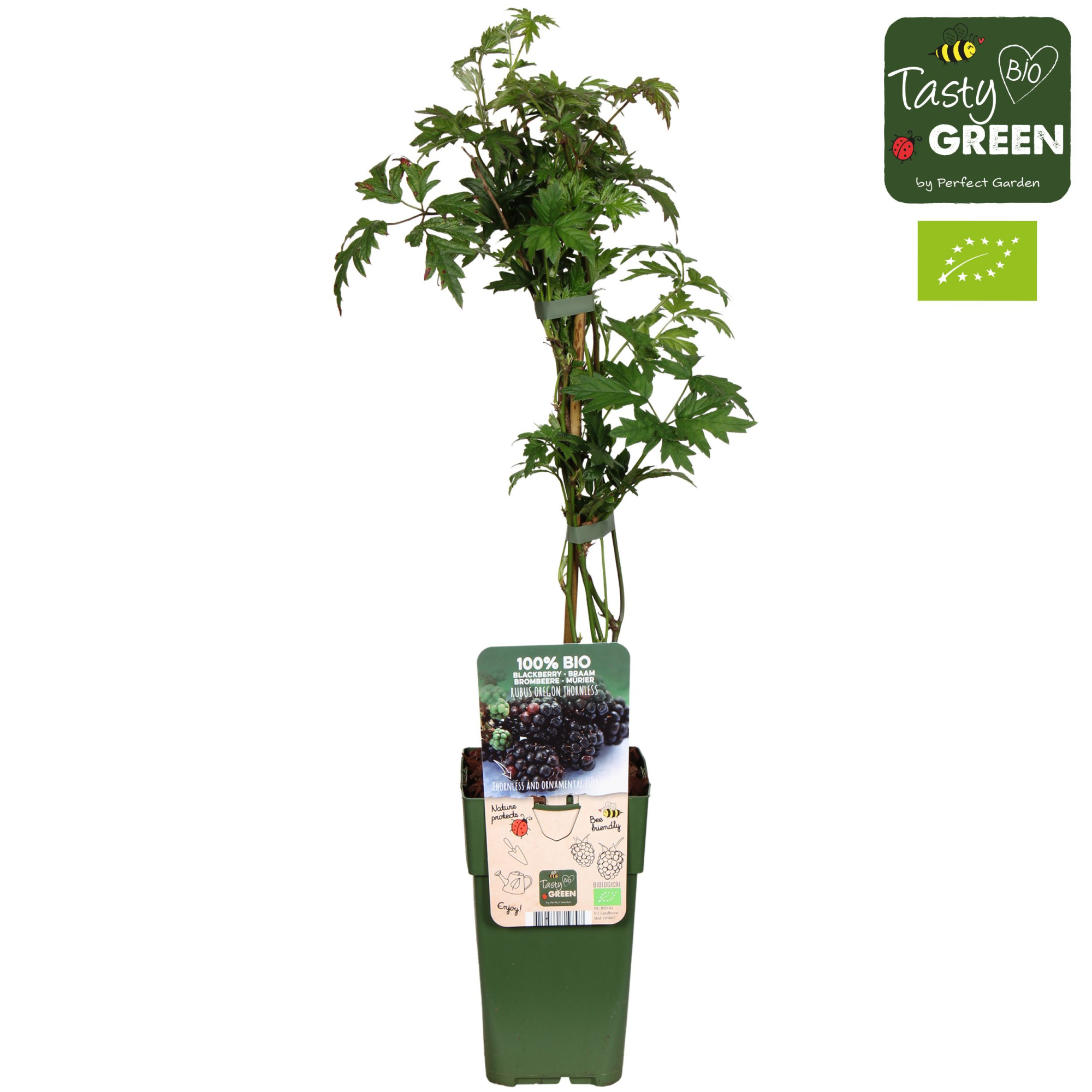 Rubus fruticosus 'Thornless Evergreen' Bio P15, D 15