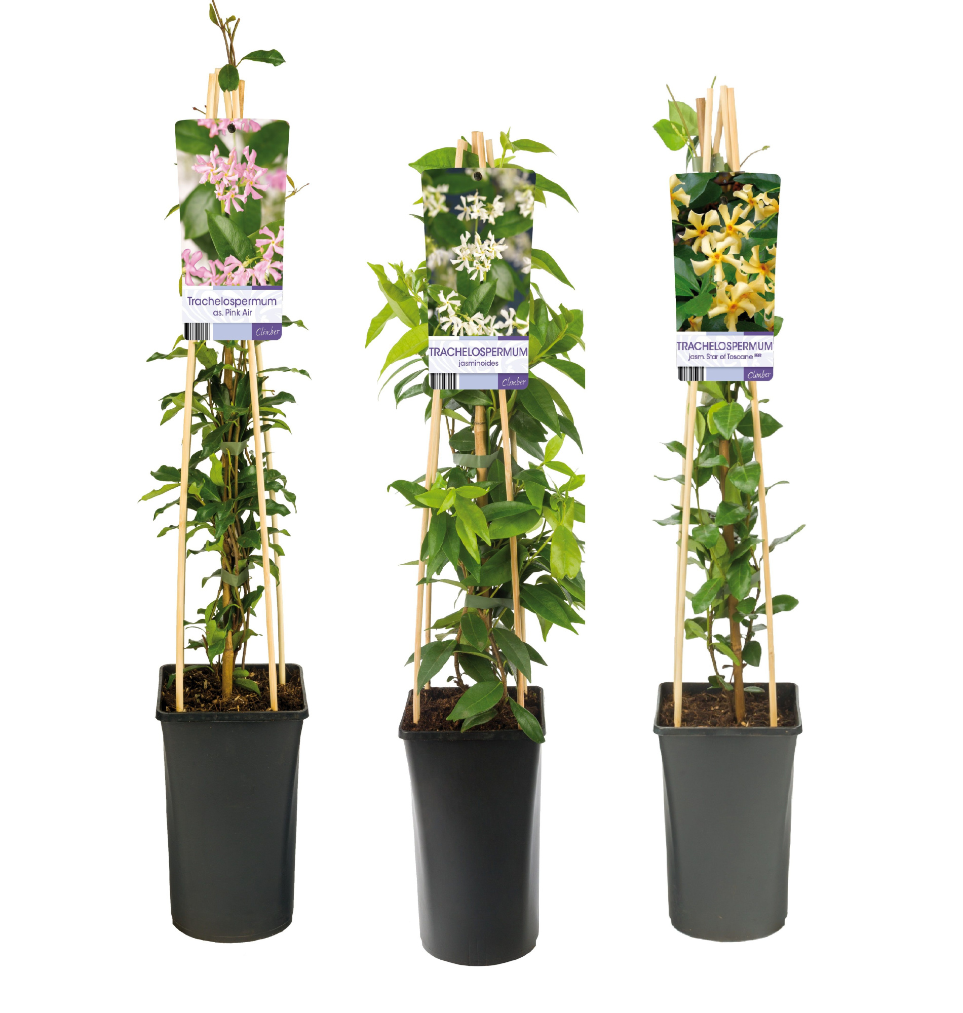 Mixtray Trachelospermum +light label, D 17