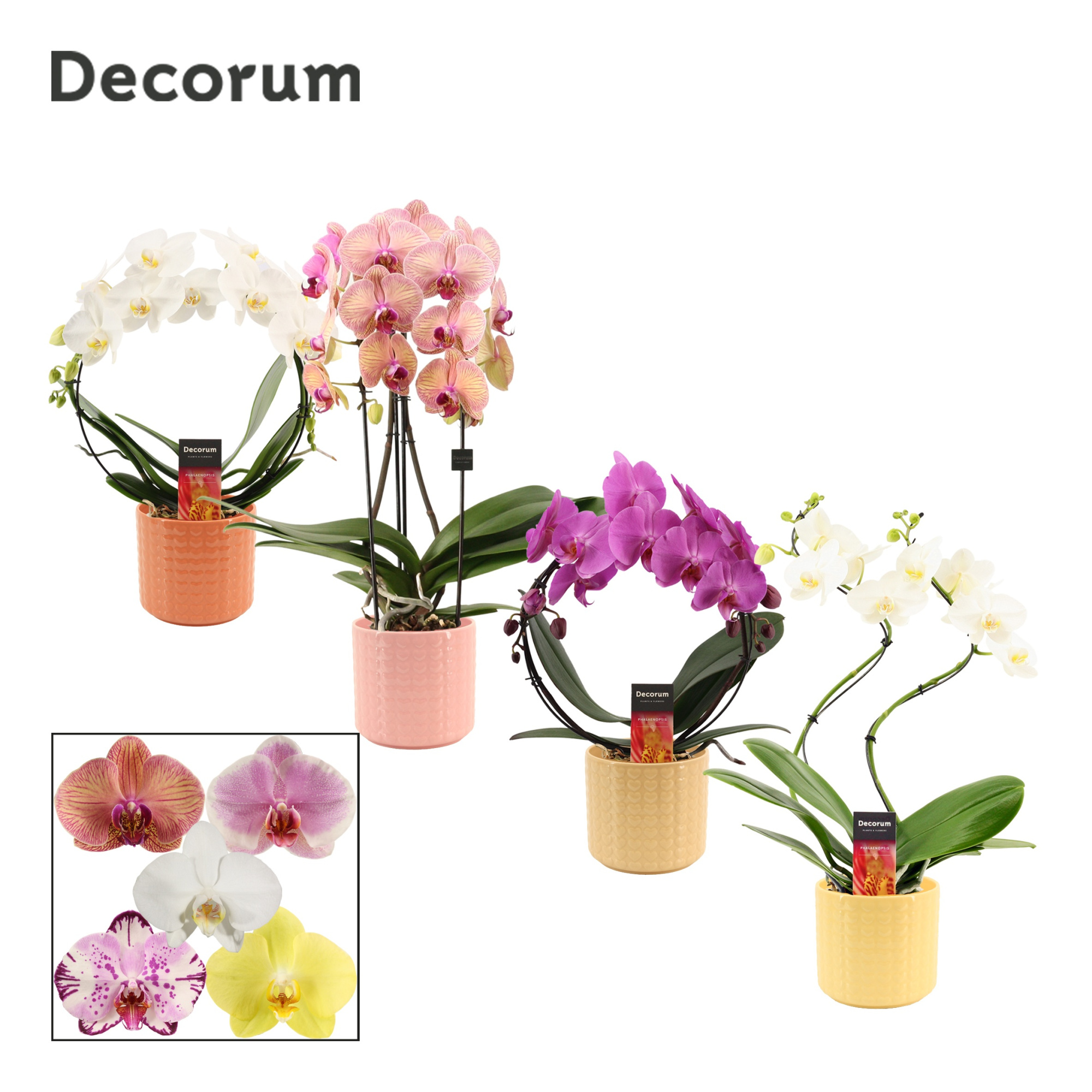 Phalaenopsis vormen mix 2 tak in Kaya (Sympathetic moods-collect, D 12