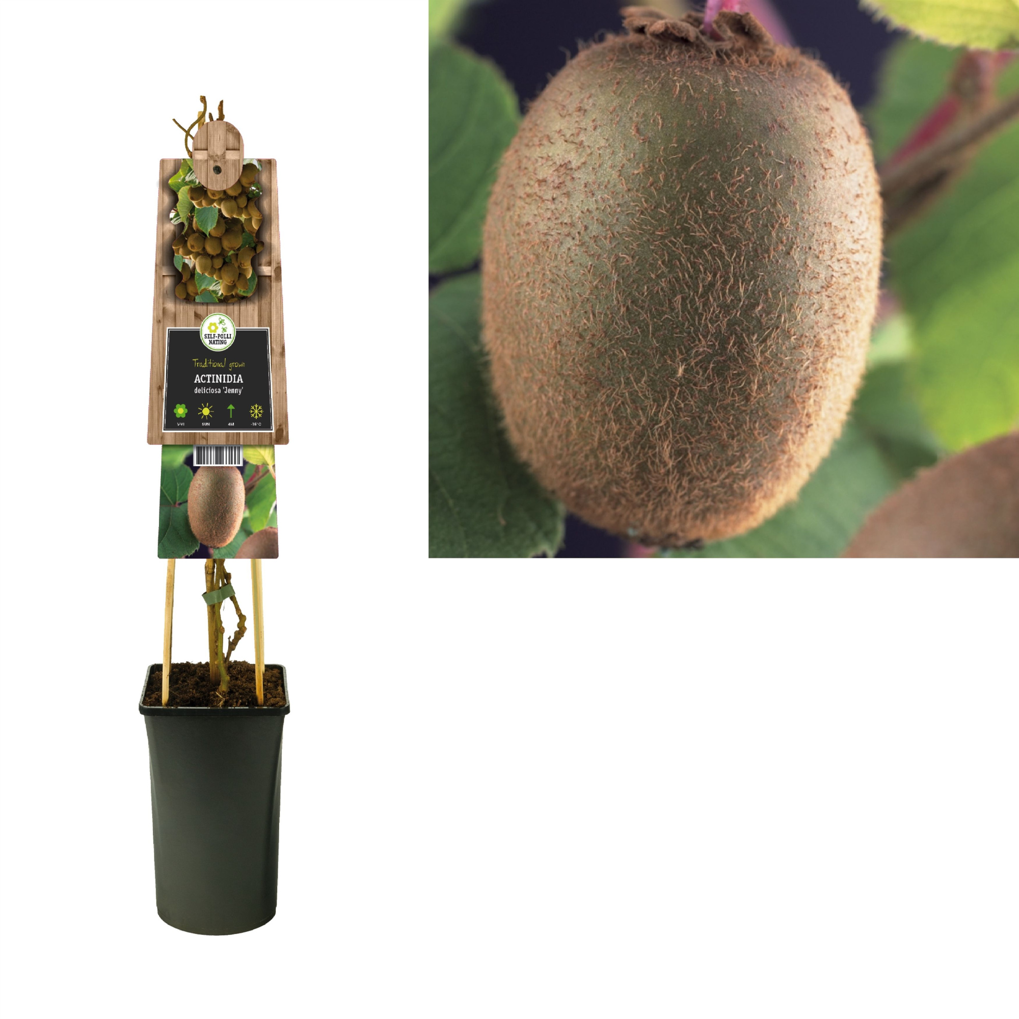 Actinidia deliciosa 'Jenny' +3.0 label, D 17