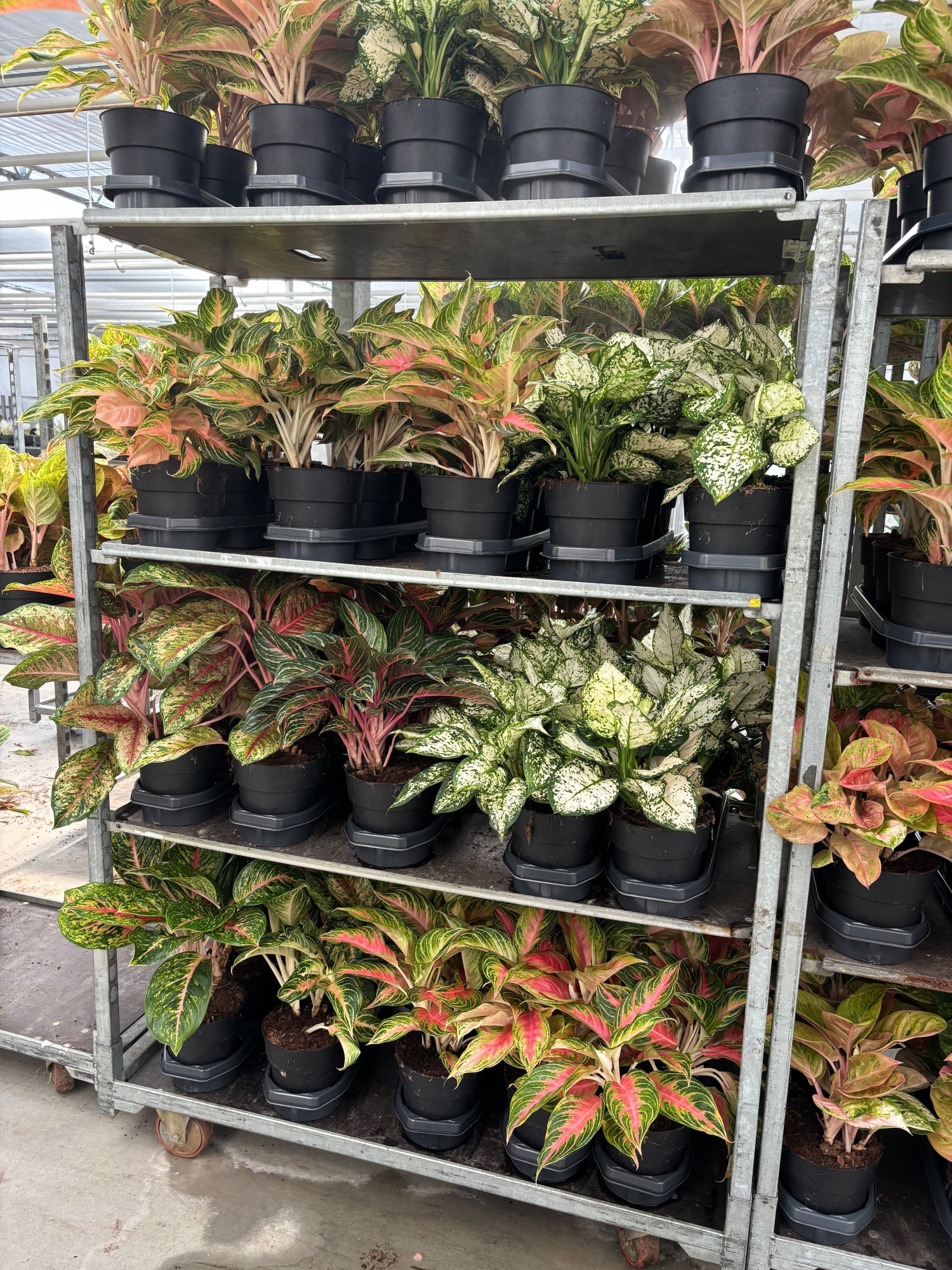 Aglaonema A2 Mix, D 19