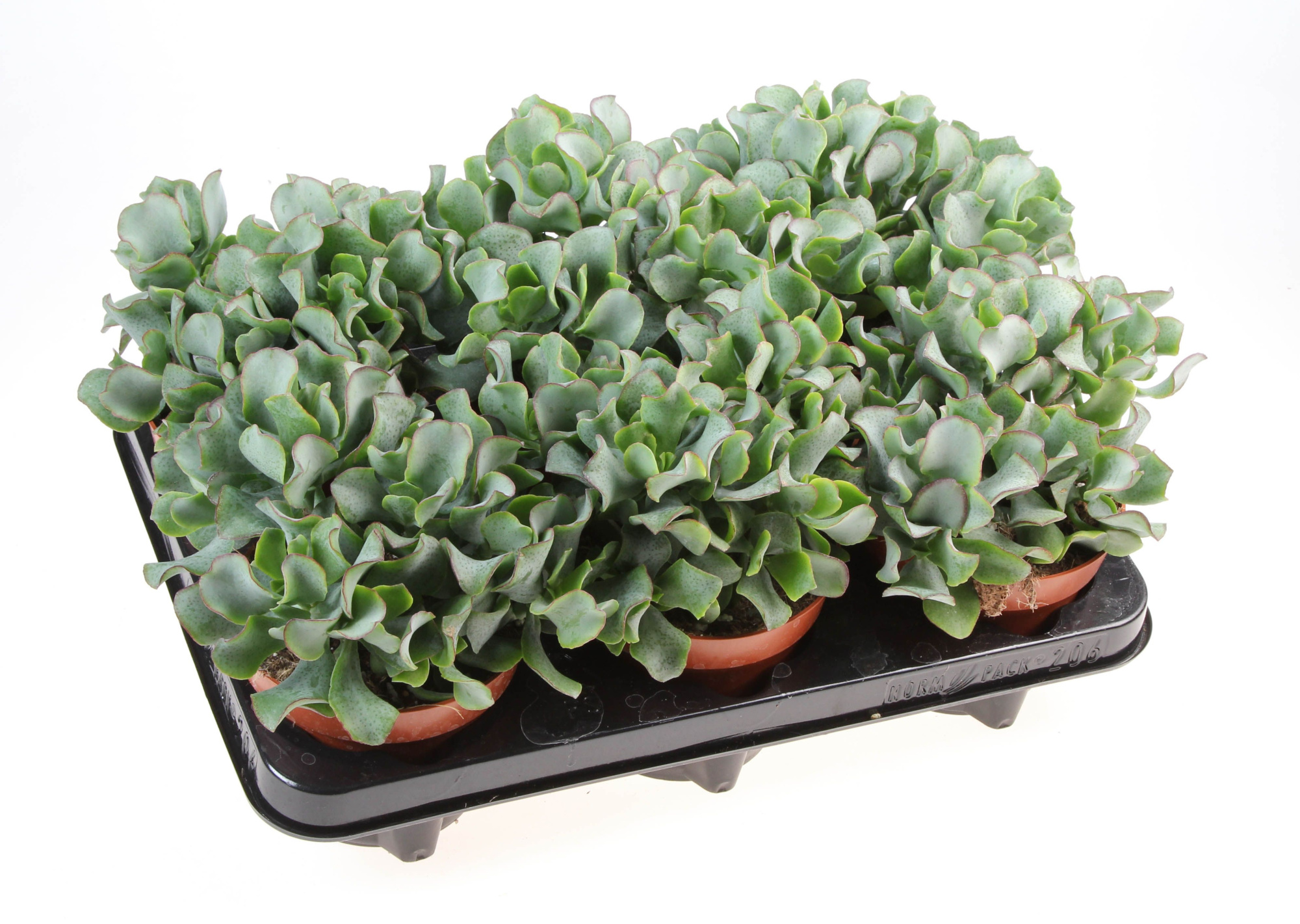 Crassula Aborescens, D 12