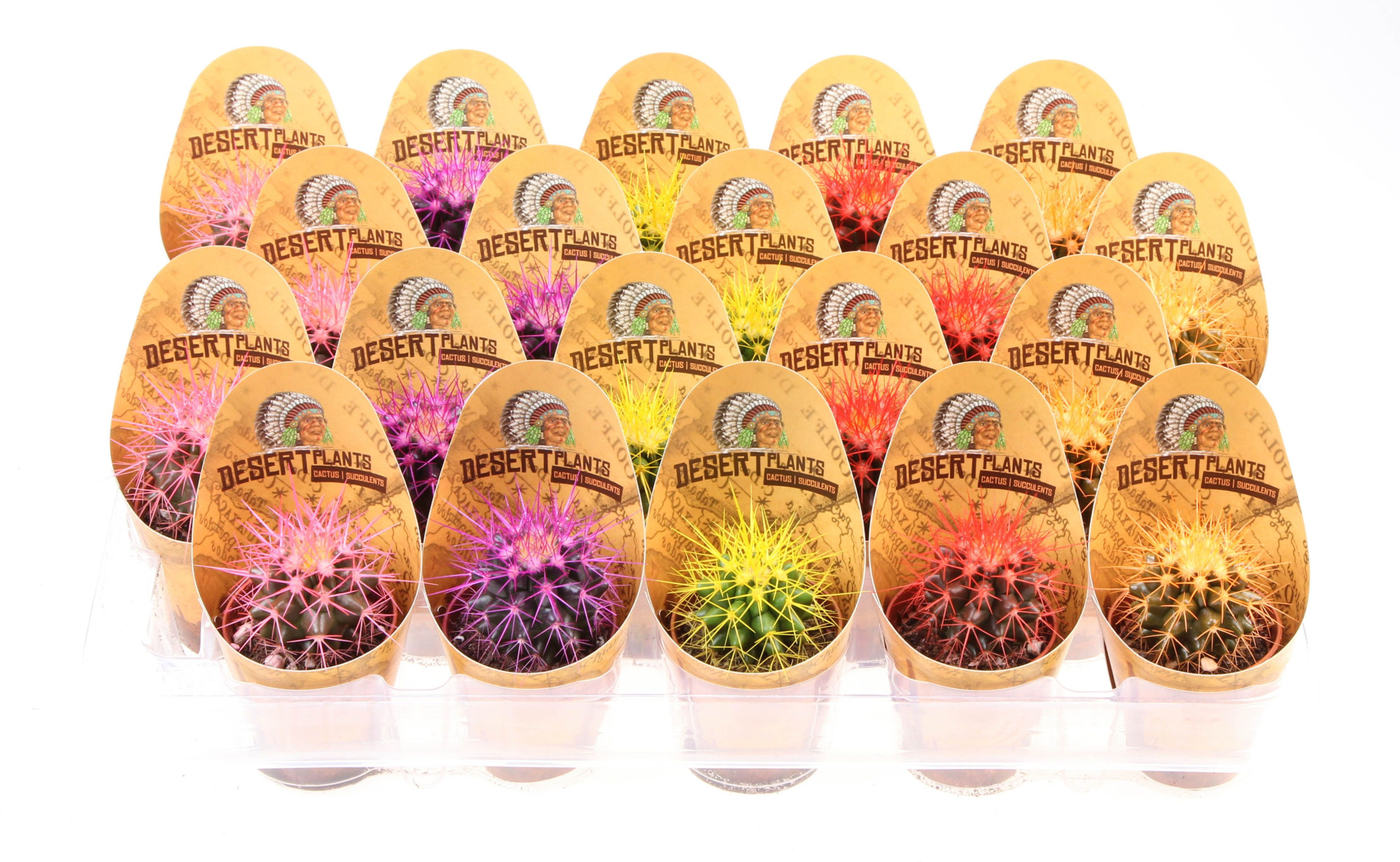 Potcover desert plants grusonii rainbow, D 5,5