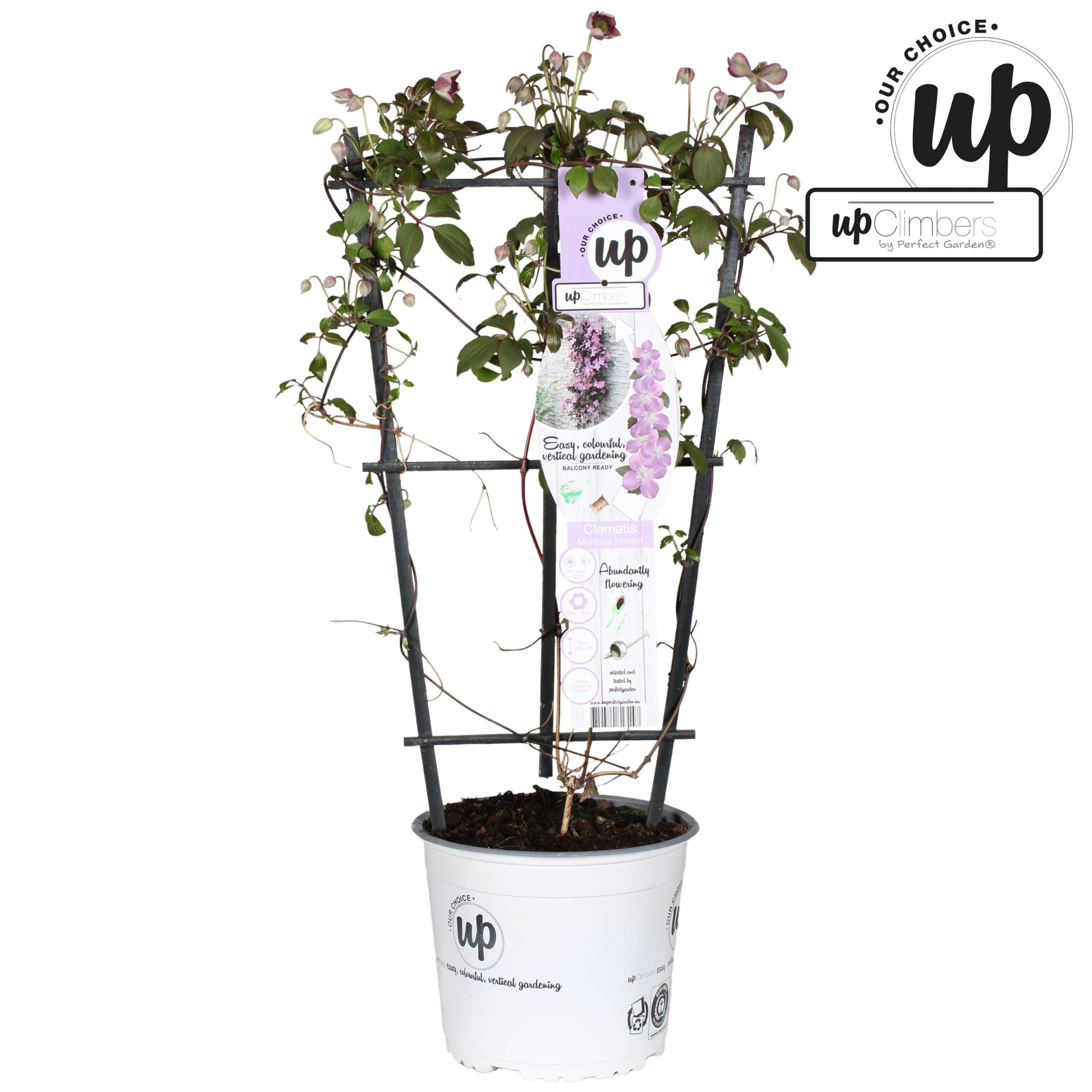 Clematis Montana 'Fincent'® P19, D 19