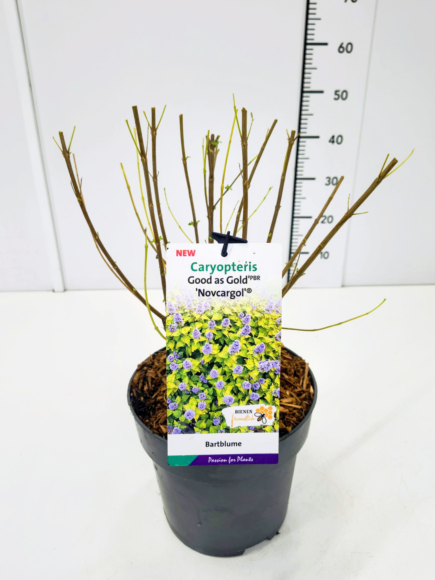 Caryopteris cland. 'Good as Gold' C5, D 23