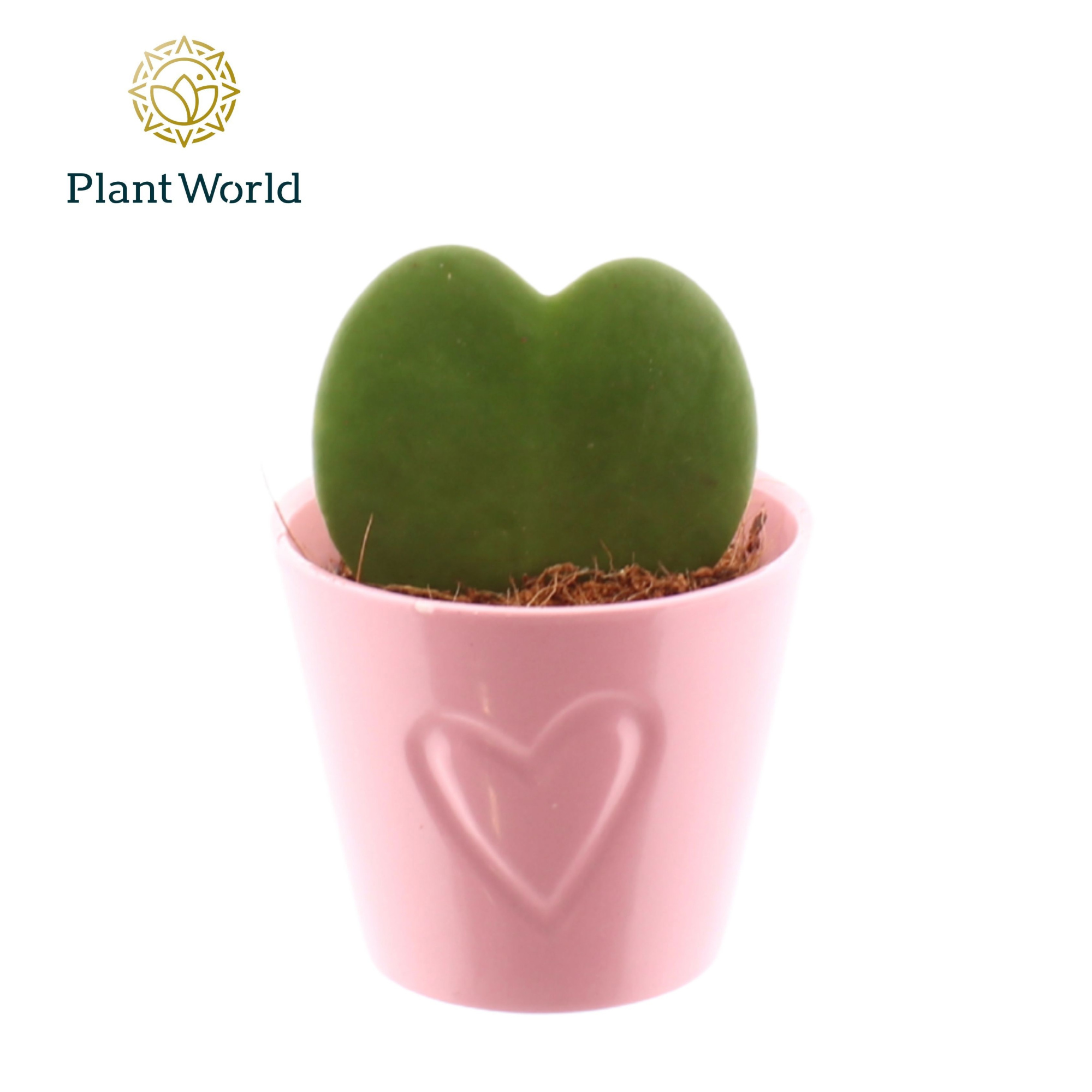 Hoya kerrii 1pp keramiek Boston roze, D 7