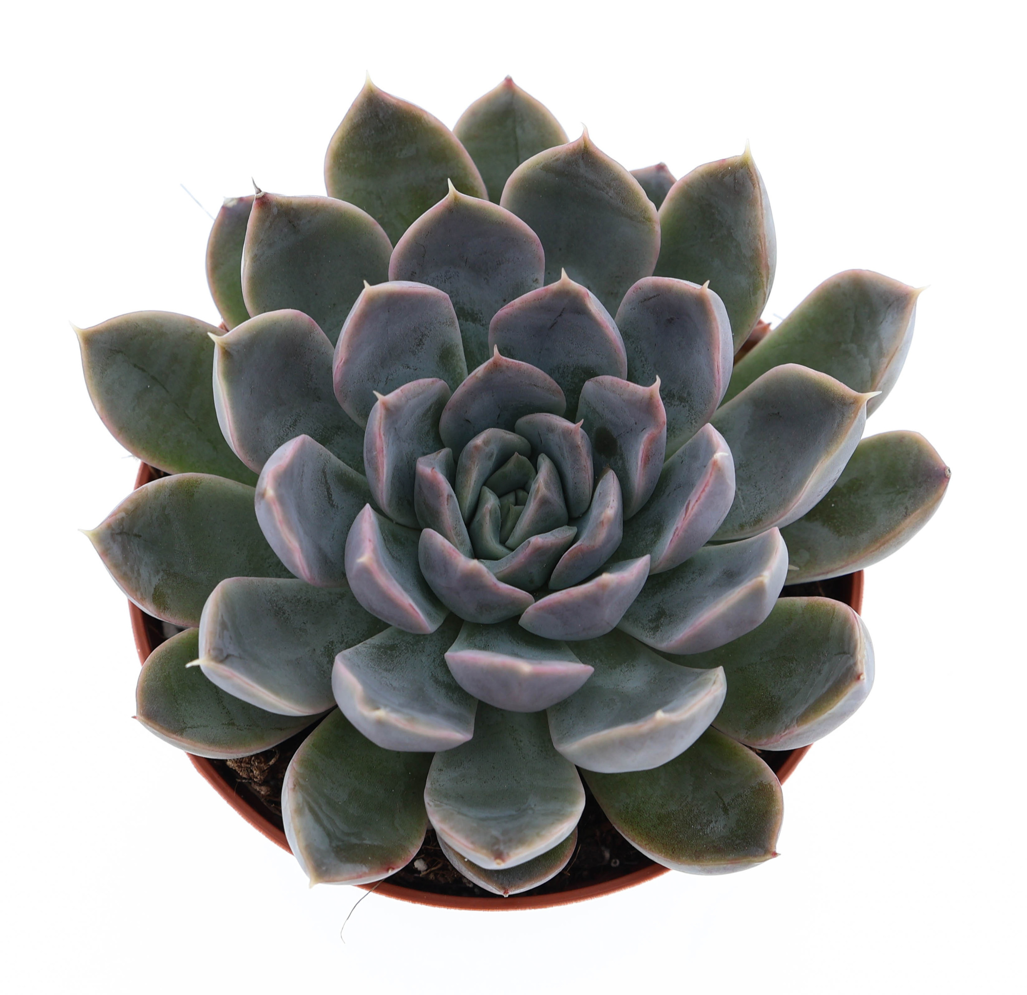 Echeveria hybrid Zibal, D 8,5