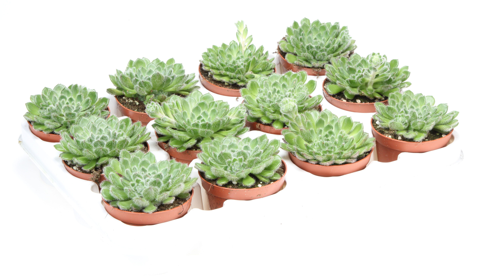 Echeveria cliata, D 8,5