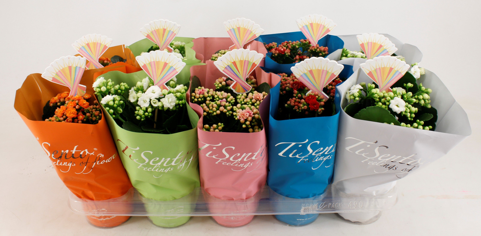 Calandiva 12 cm Back to School Mix + Bijsteker, D 12