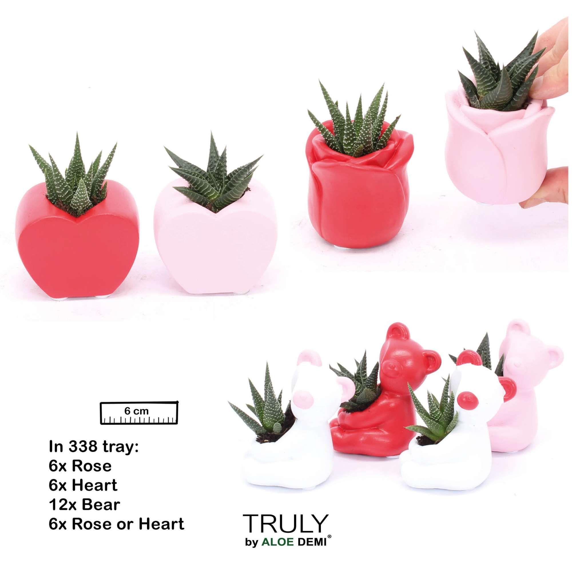 TRULY Succulent, Love mix mini, D 6