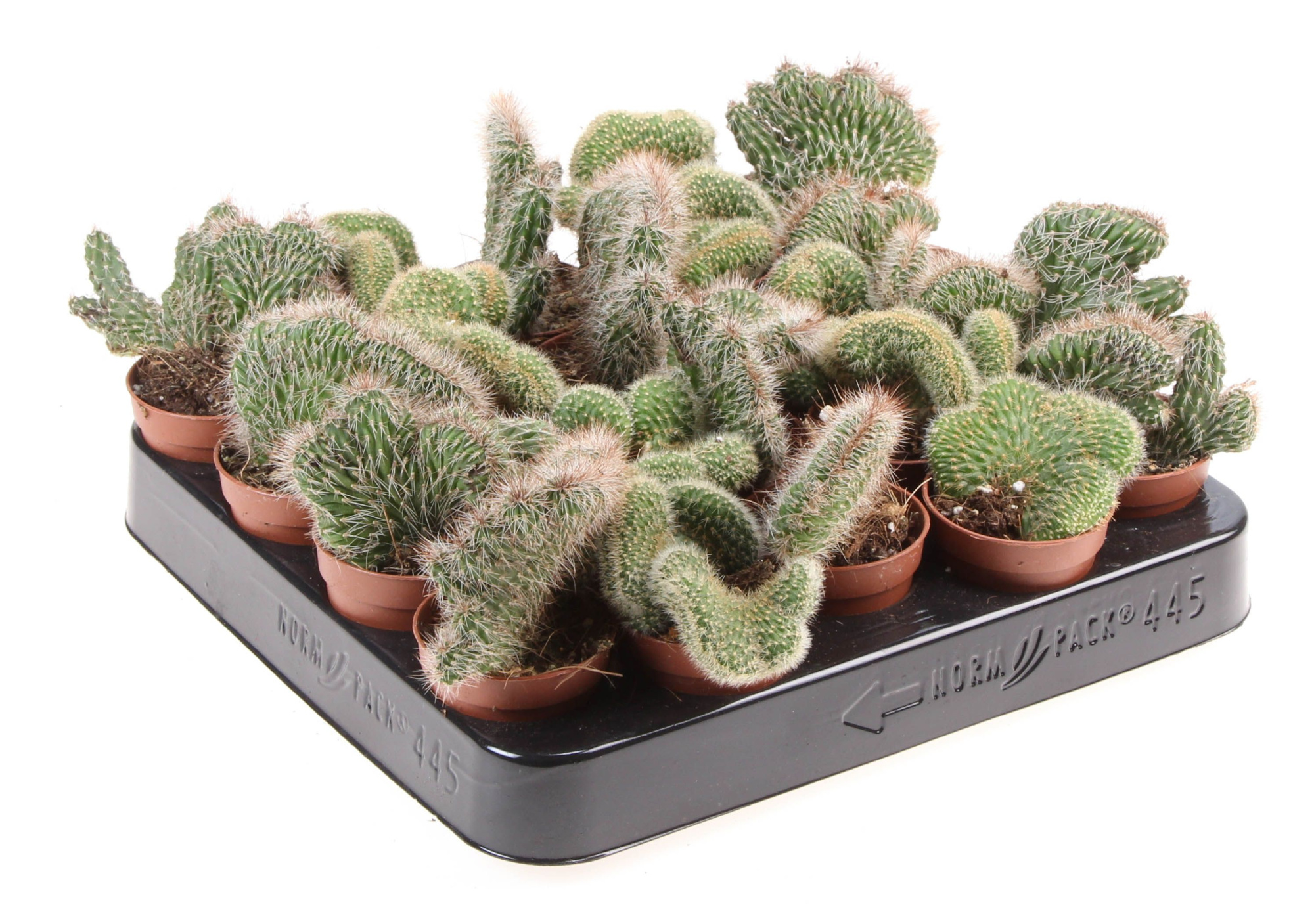 Cactus cristaat mix, D 5,5