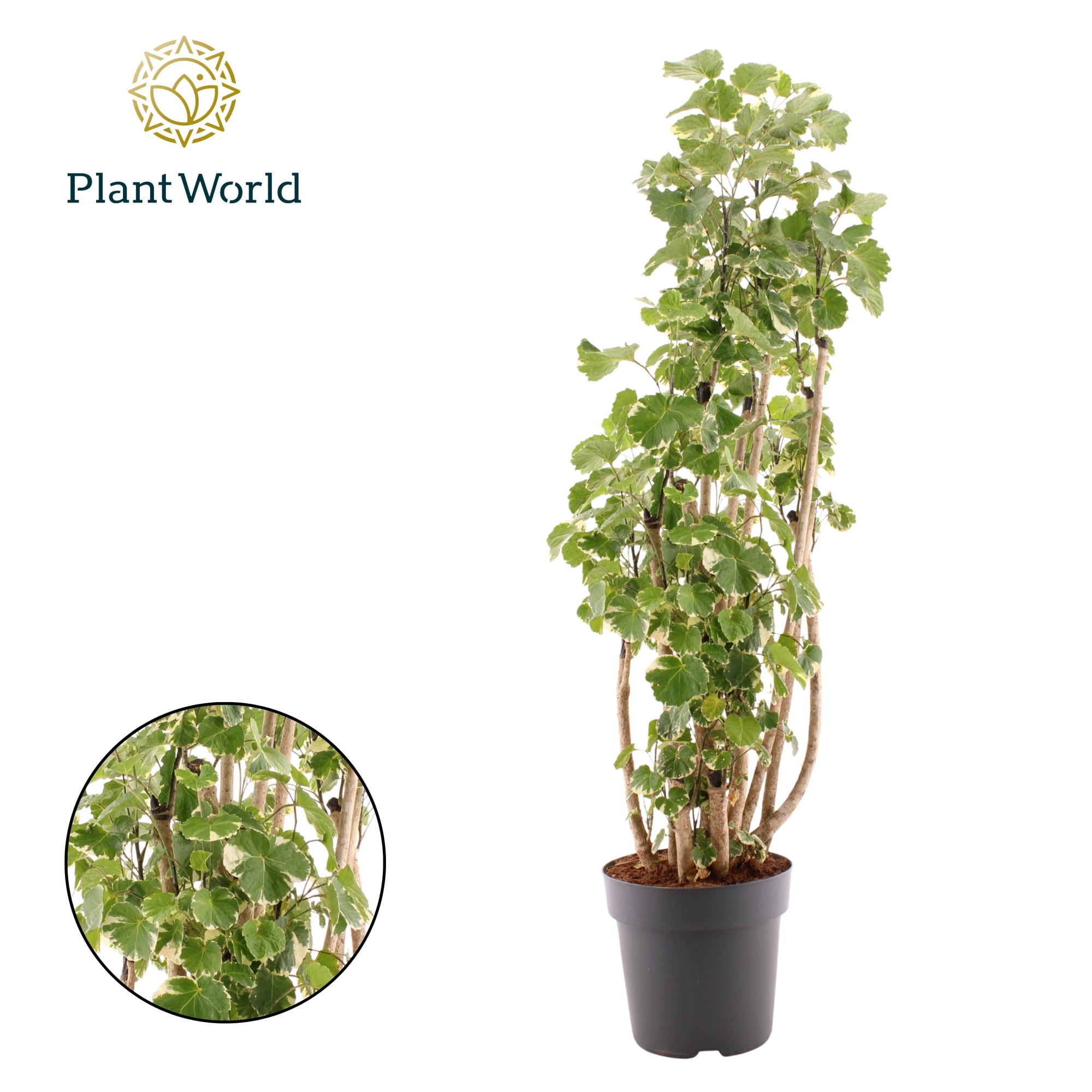 Polyscias Balfouriana vertakt, D 27