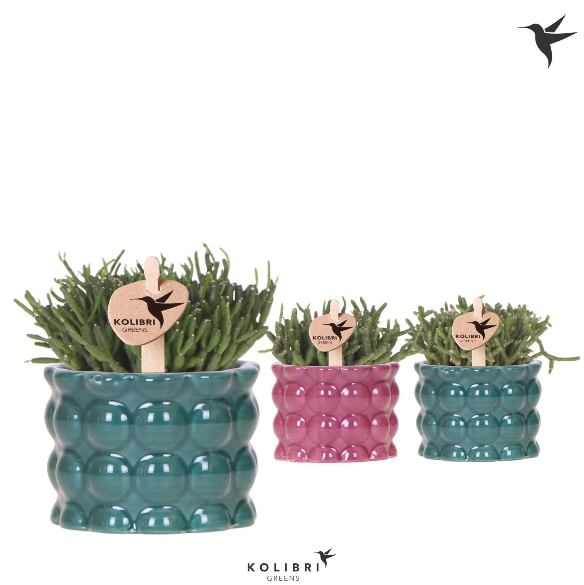 Kolibri Greens Rhipsalis mix in Cotton pot green mix, D 6