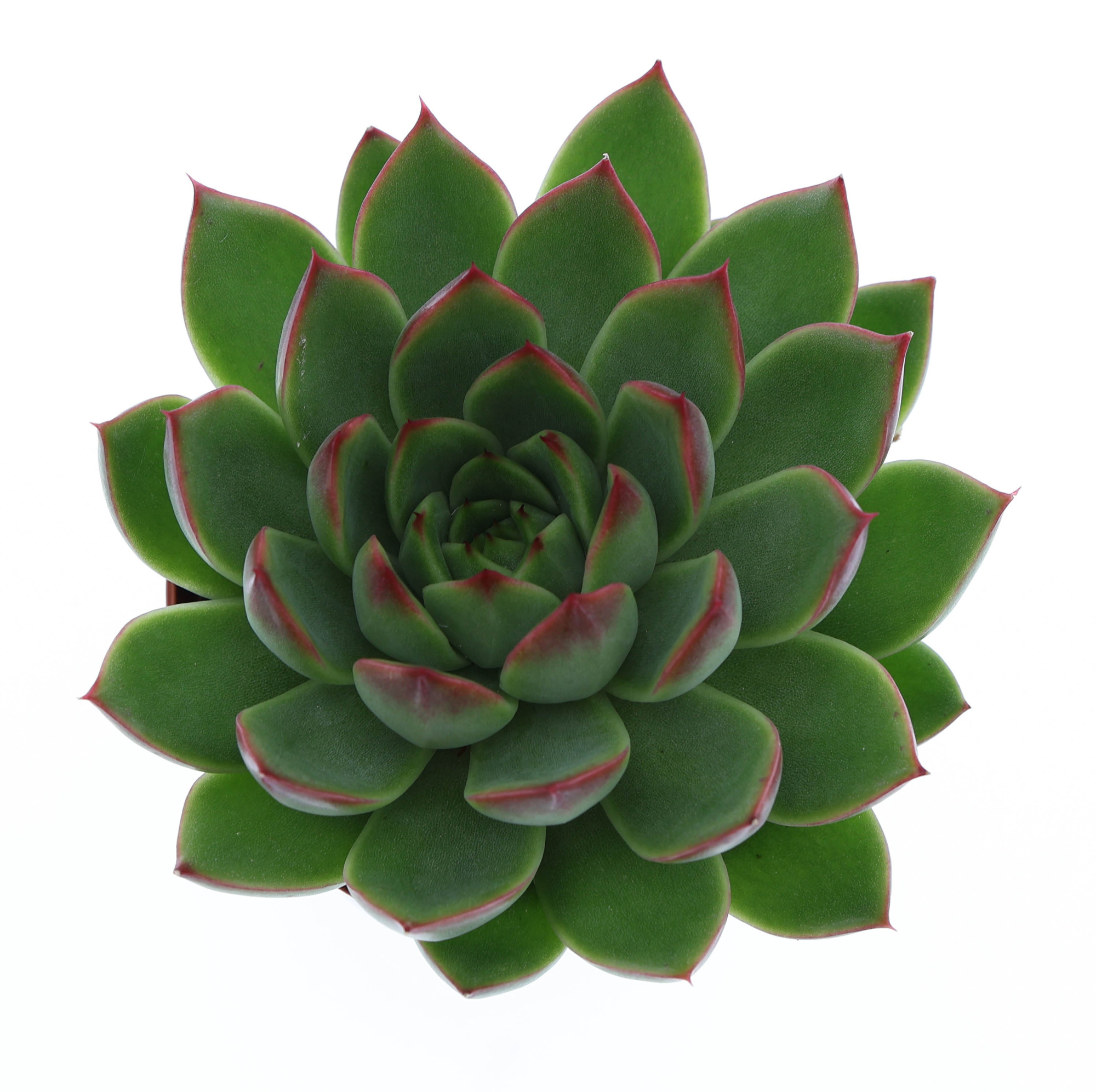 Echeveria costarii, D 8,5