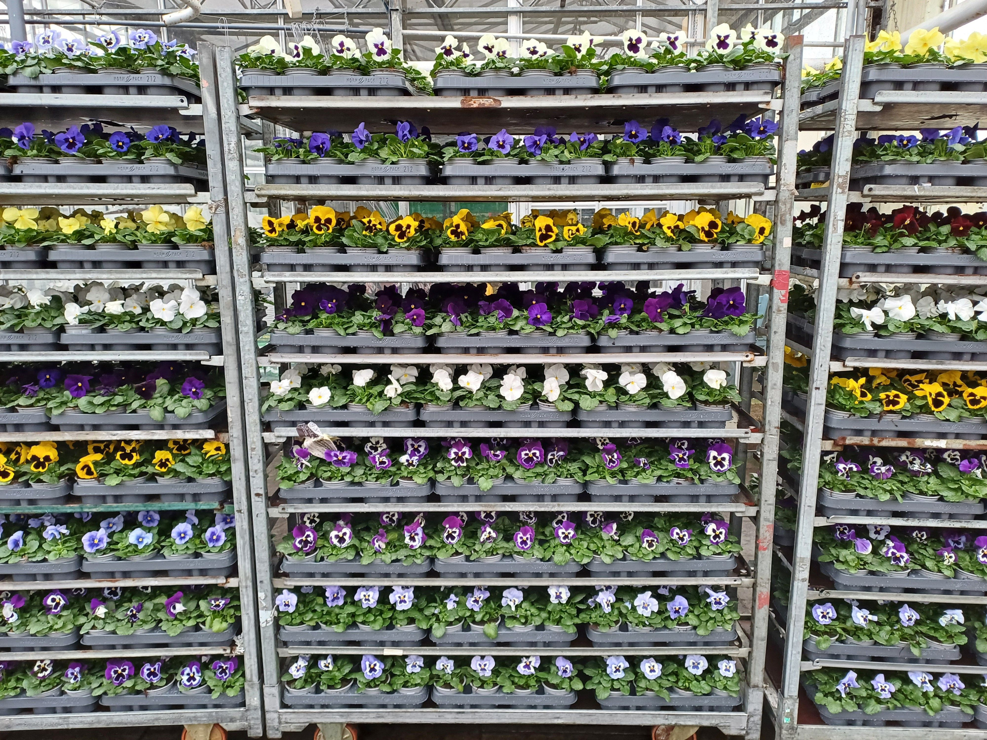 violen F1 grootbloemig 212, D 9