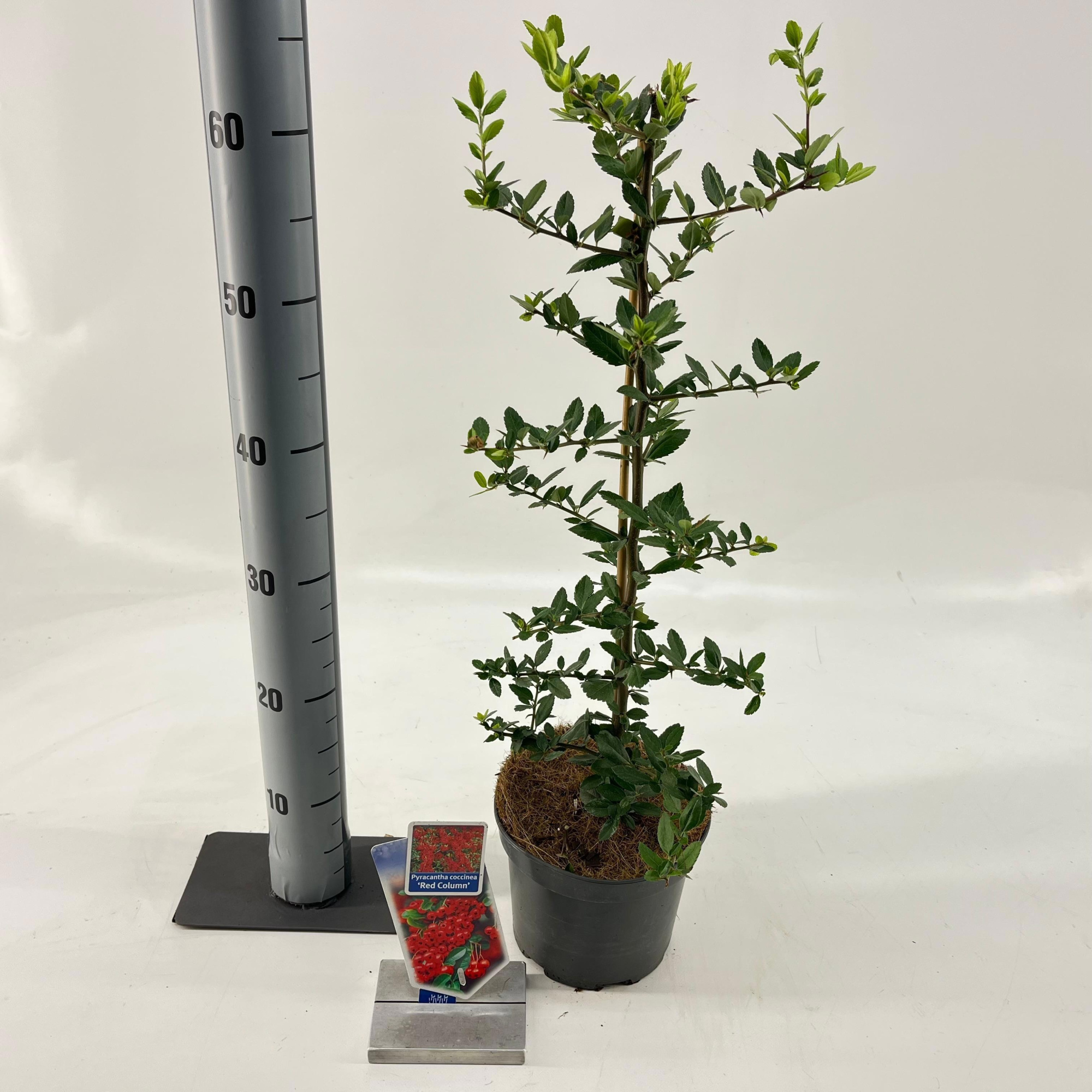 Pyracantha 'Red Column', D 17