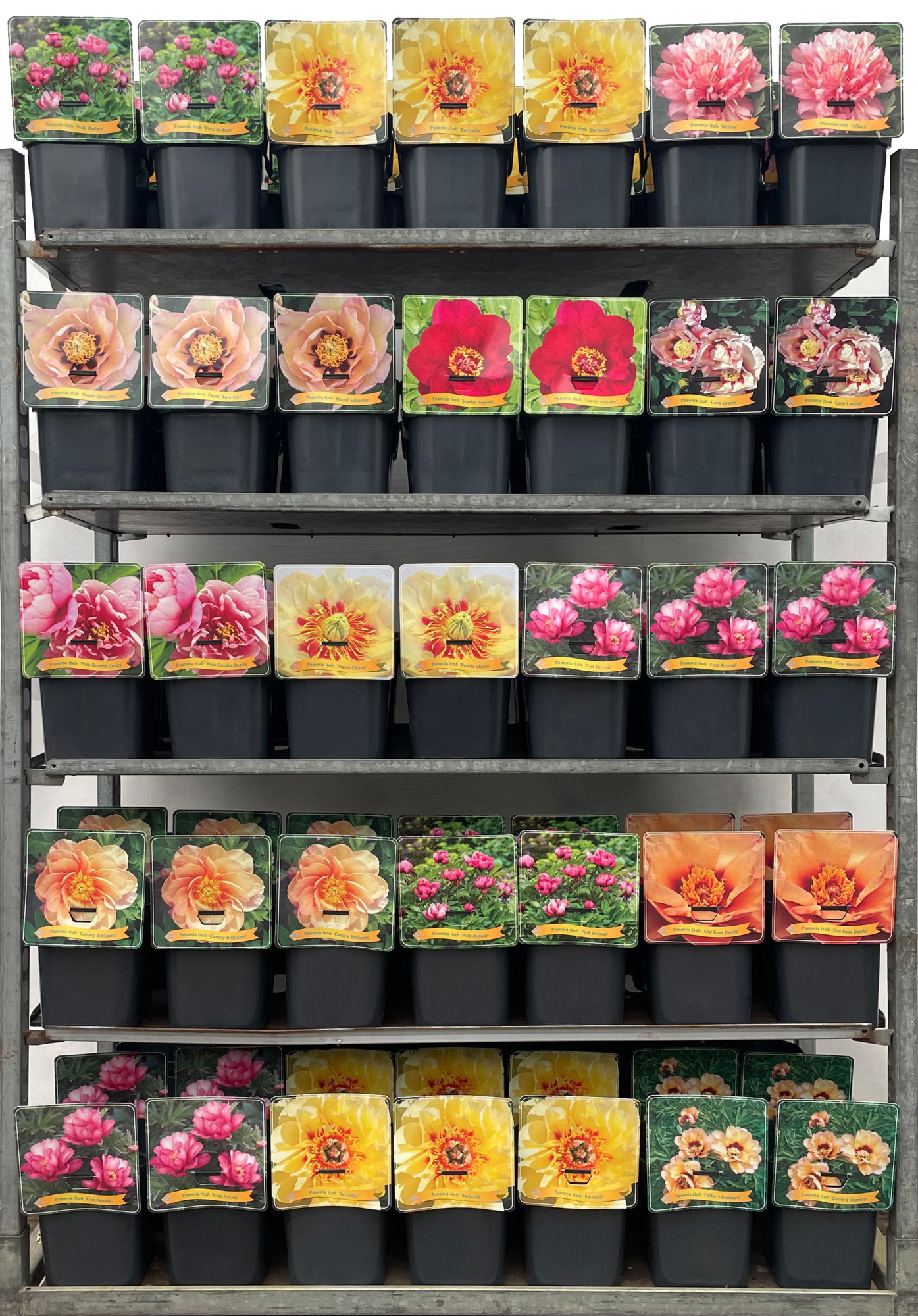 Paeonia itoh Mix CC C5, D 21