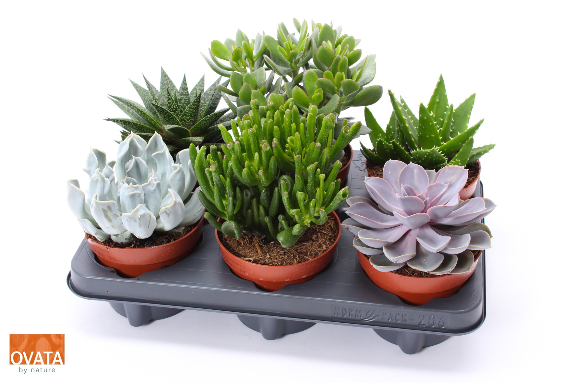 Succulent mix 12, D 12