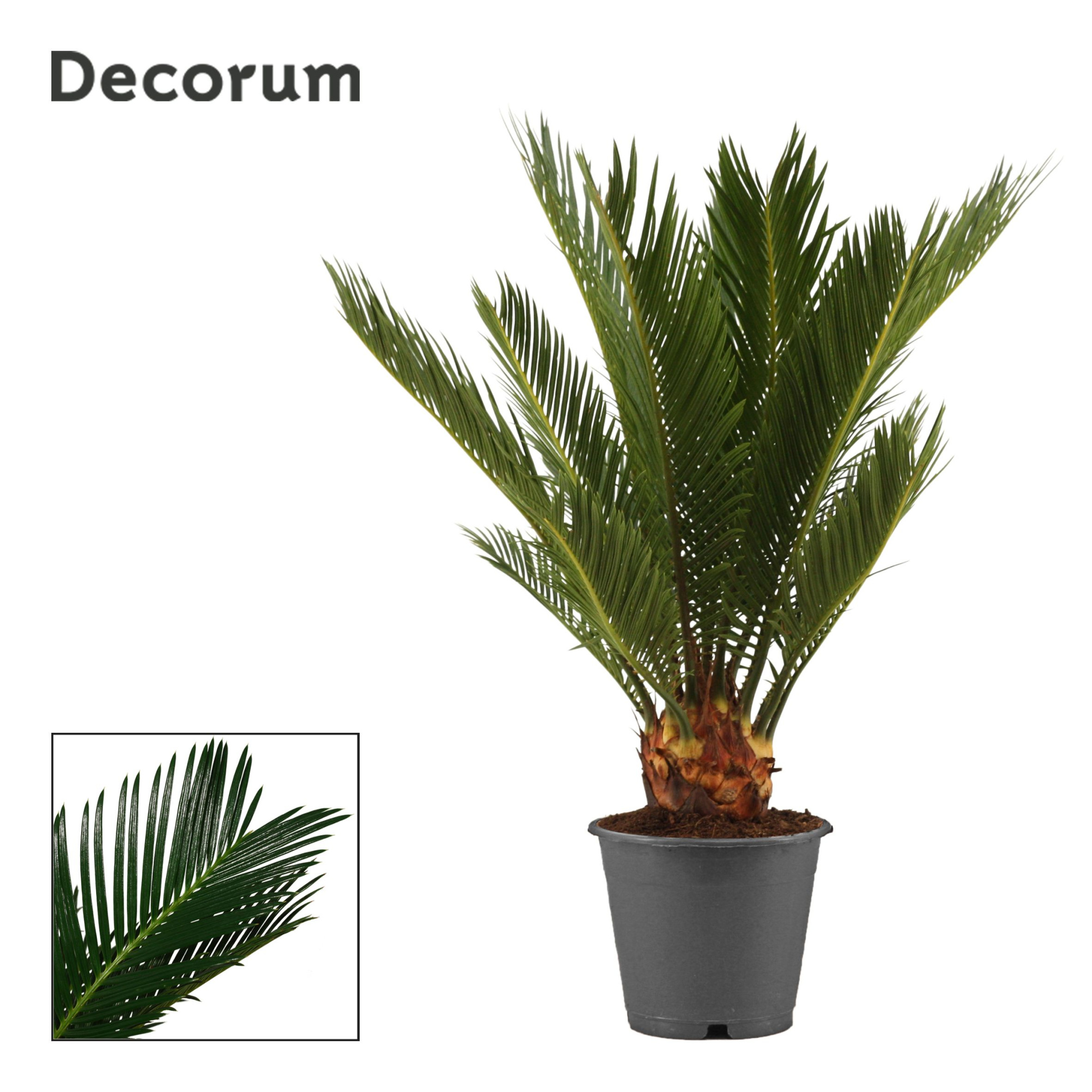 Cycas Revoluta 12 cm Decorum, 6+ veren, D 12