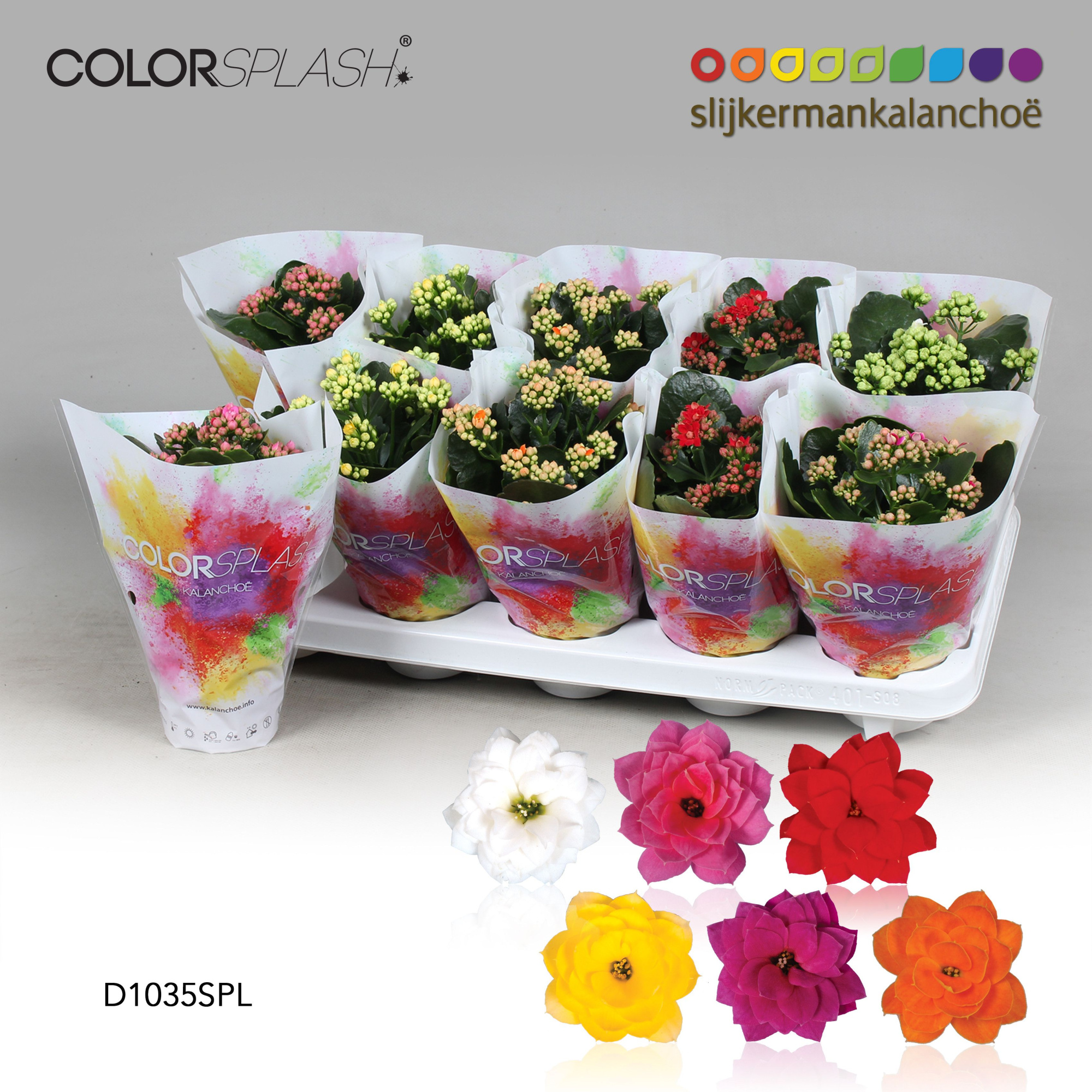 Kalanchoe ColorSplash - 5 Colors Mix, D 10,5