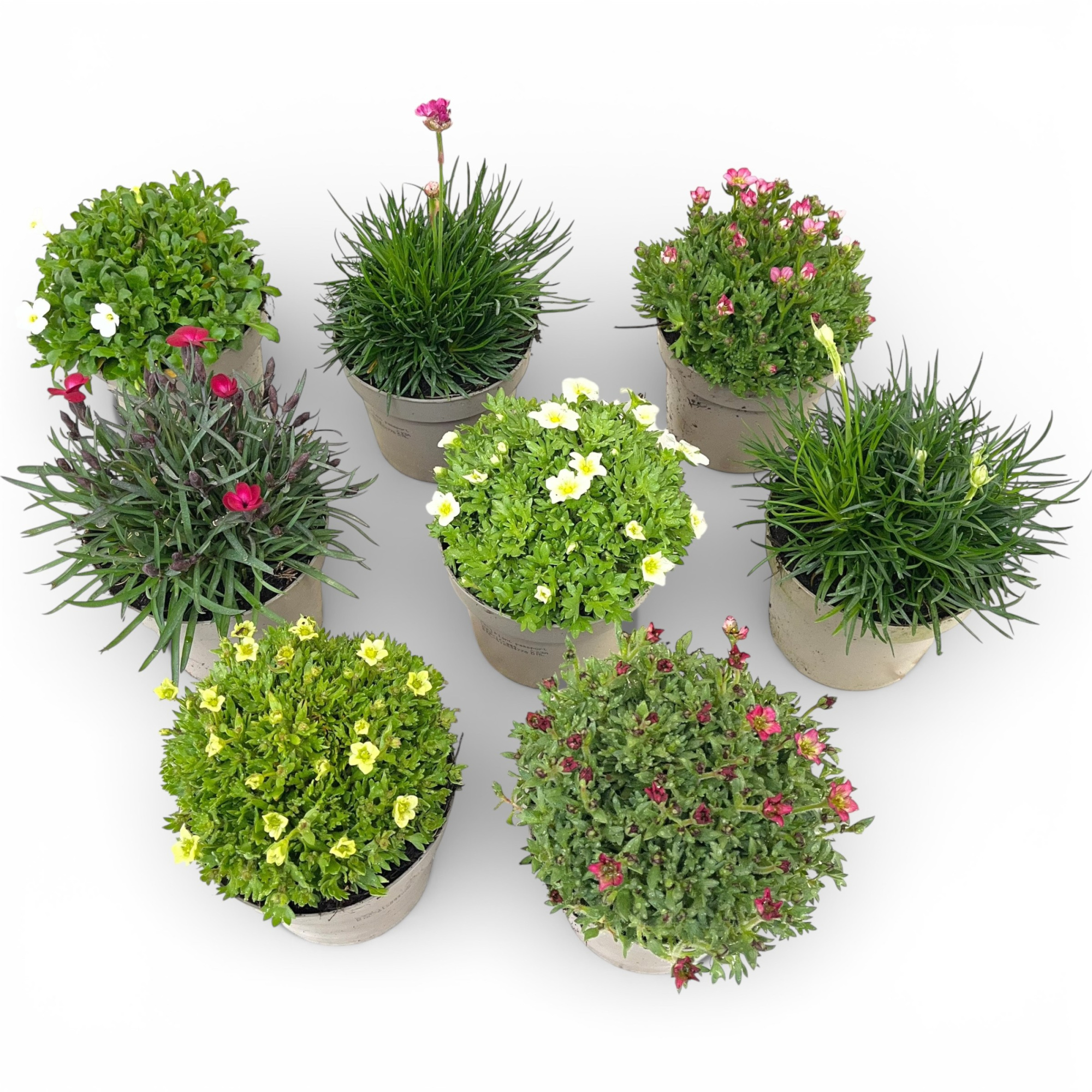 Vaste planten mixkar voorjaar, D 12