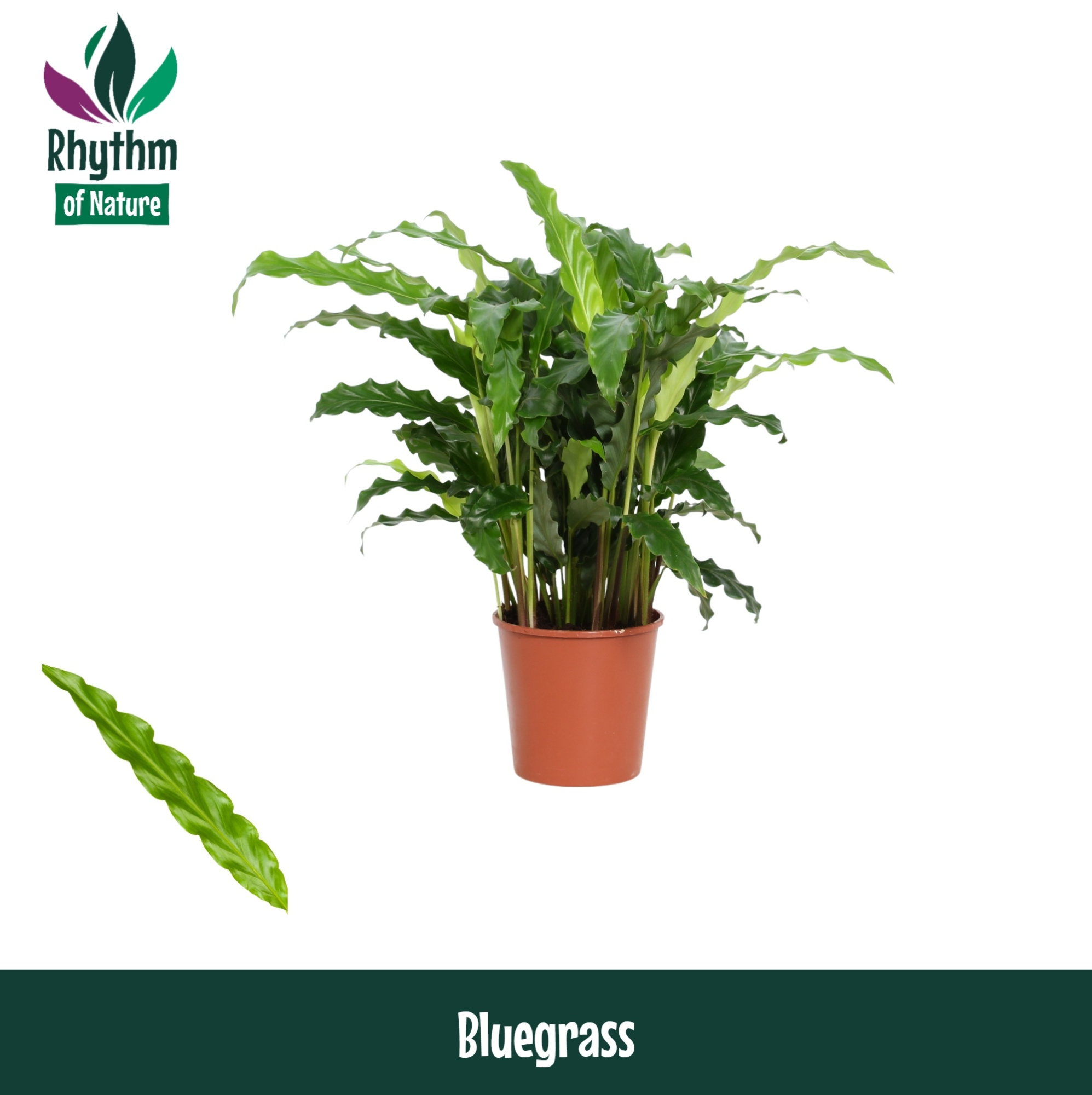 Calathea 12cm Bluegrass - Rhythm of Nature, D 12