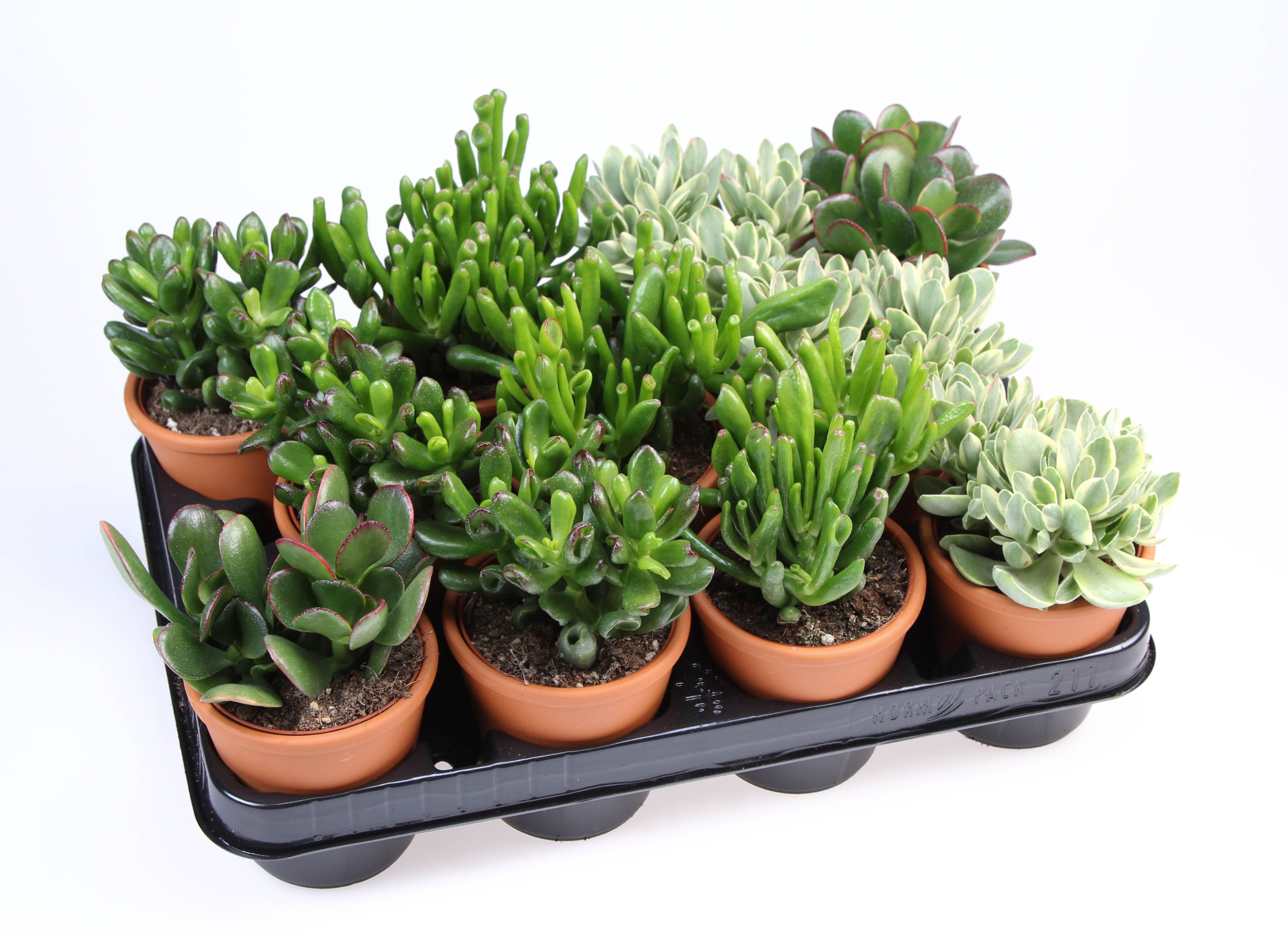 Crassula mix in Rozenpot, D 8,5