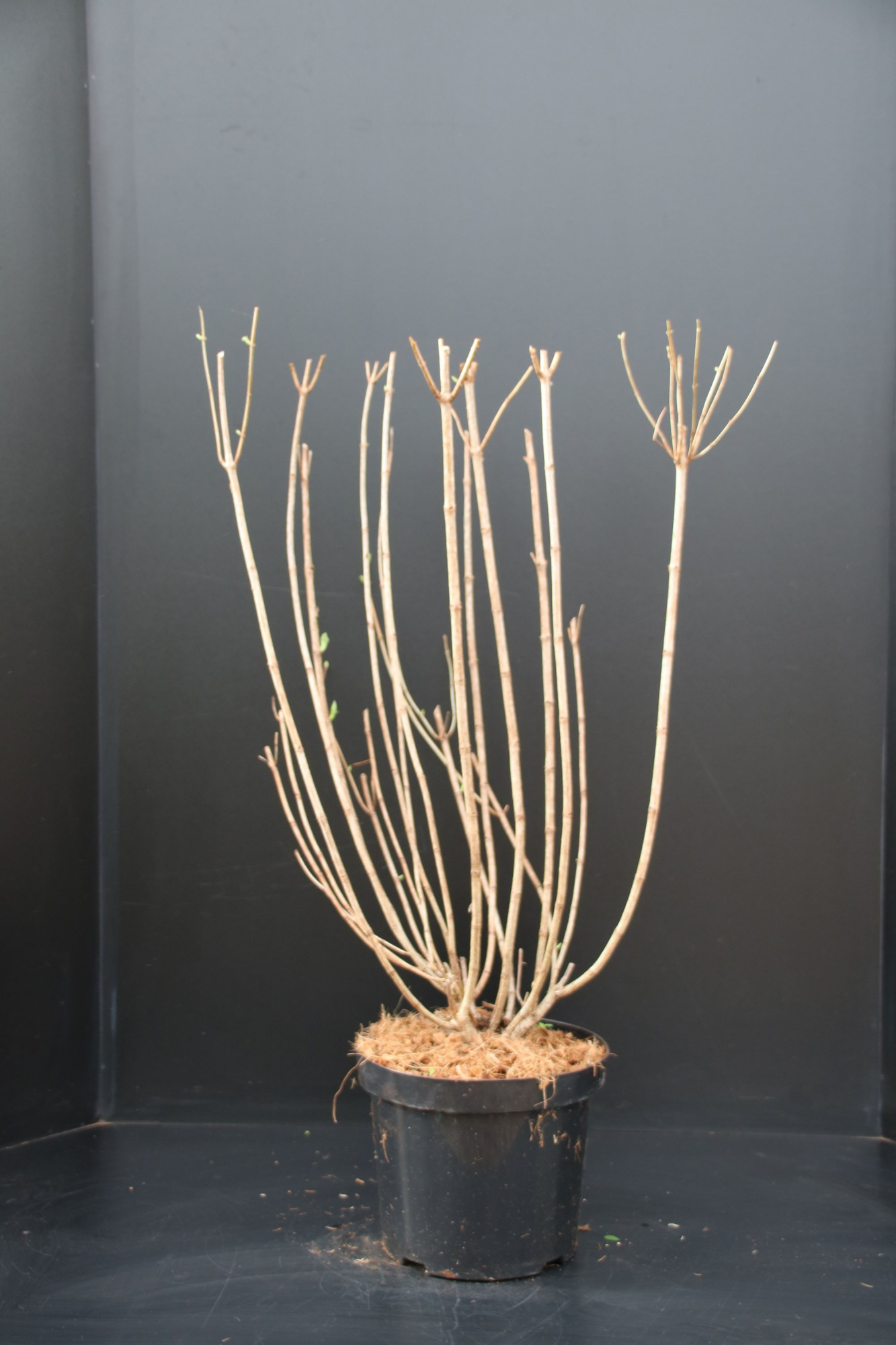 Hydrangea paniculata Limelight, D 26