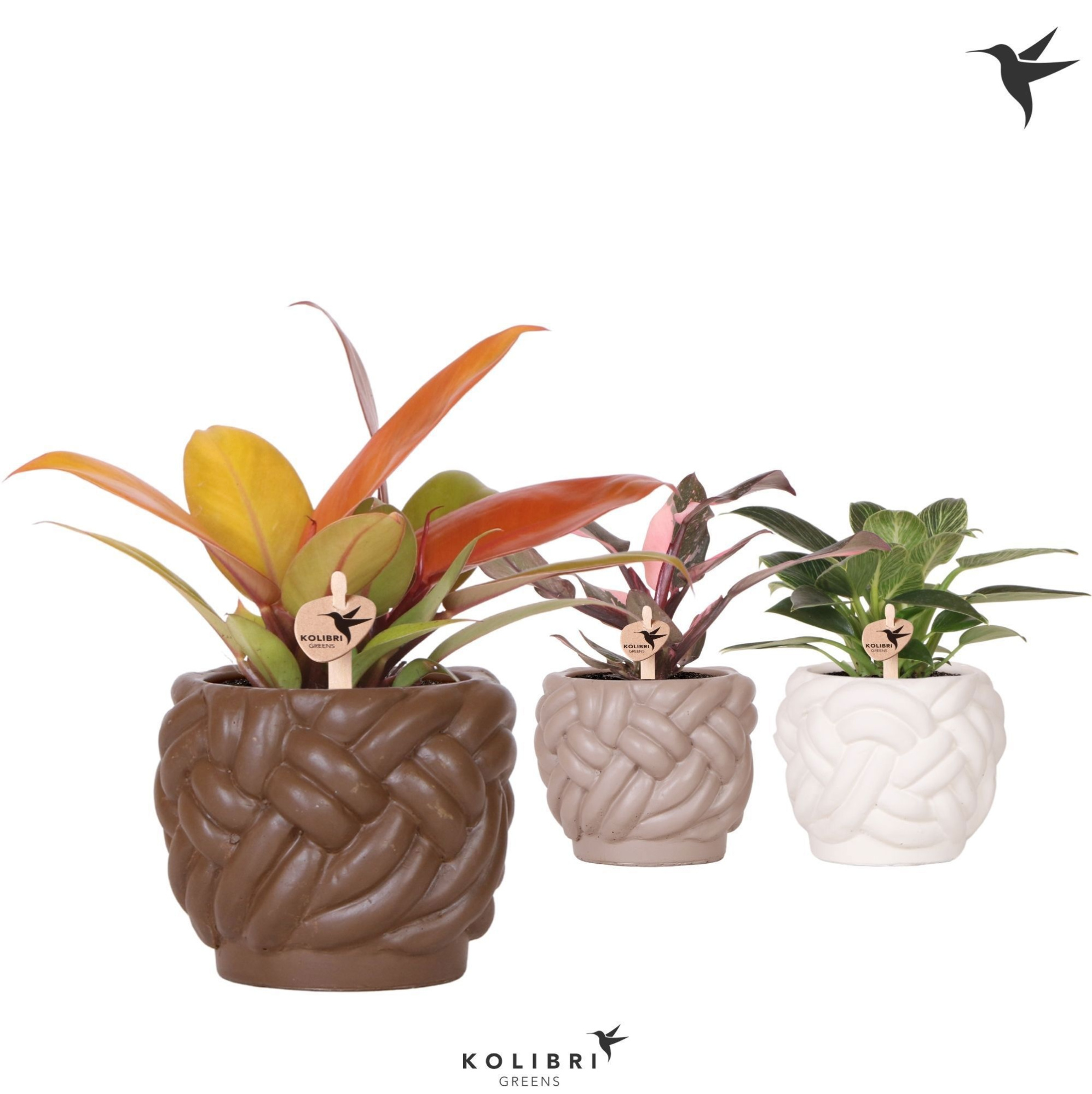 Kolibri Greens Philodendron mix in Rope pot mix, D 9