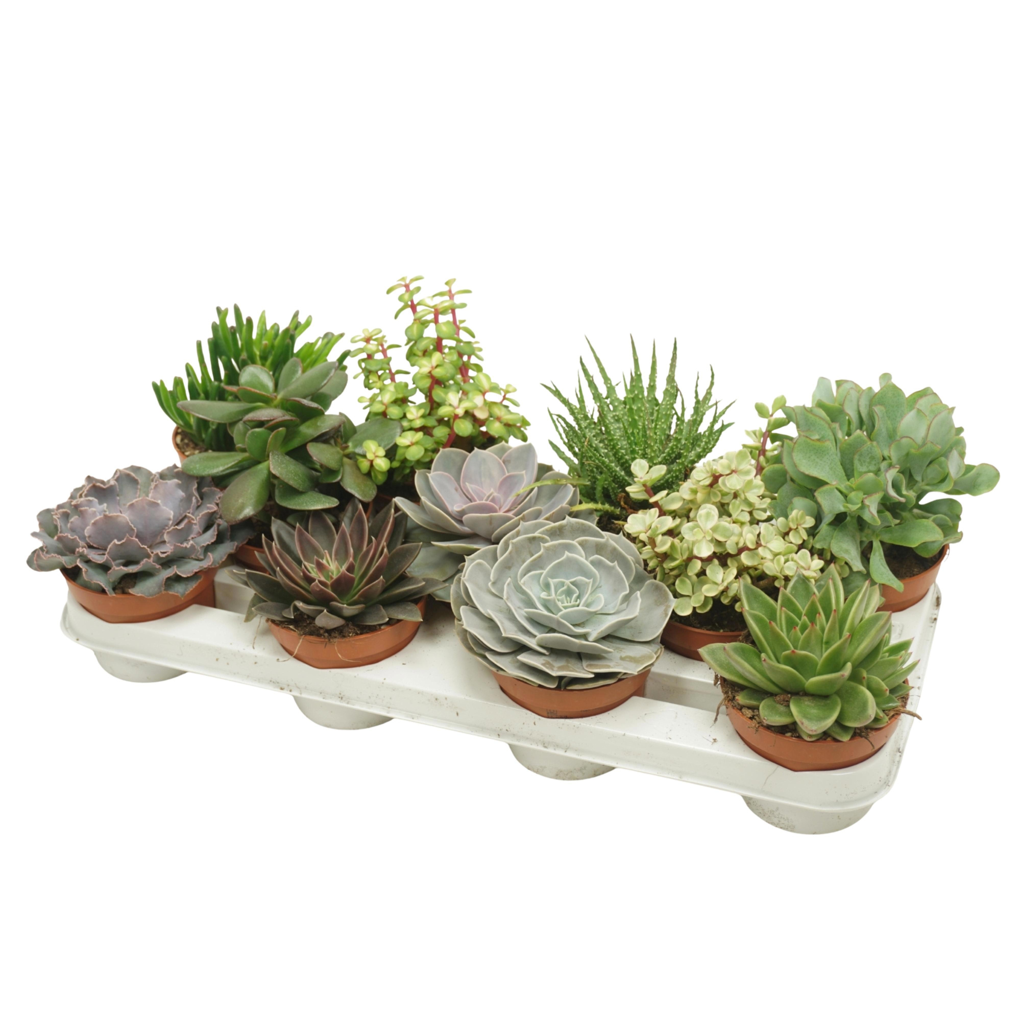 CITES FREE - Succulenten mix 10,5 cm, D 10,5