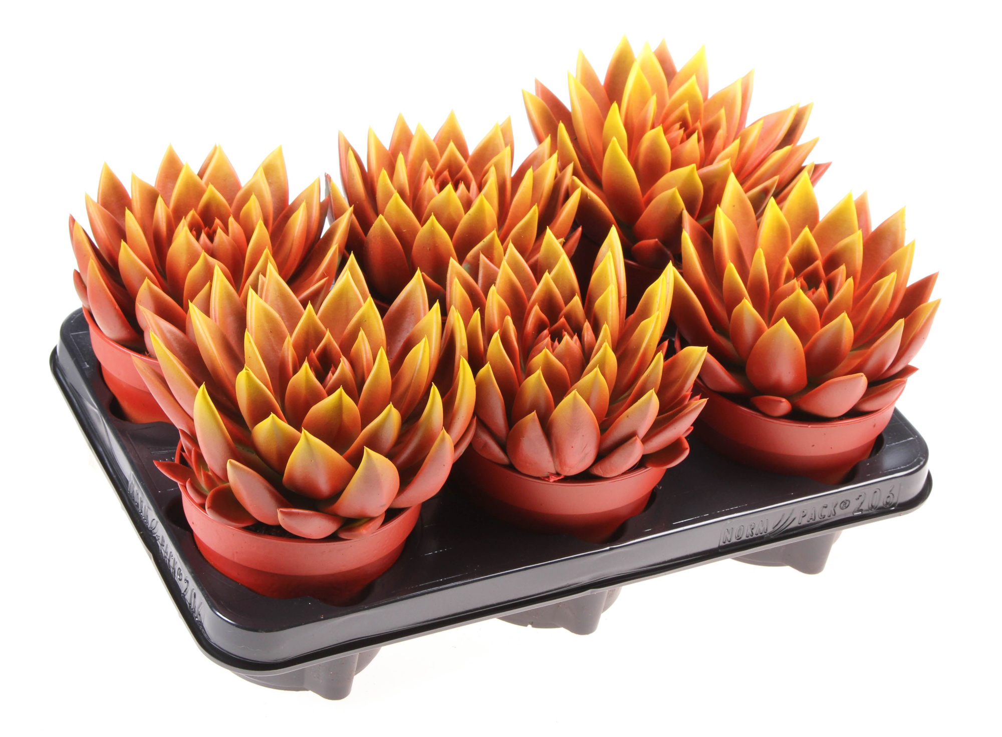 Rainbow bicolor red + yellow point, D 12