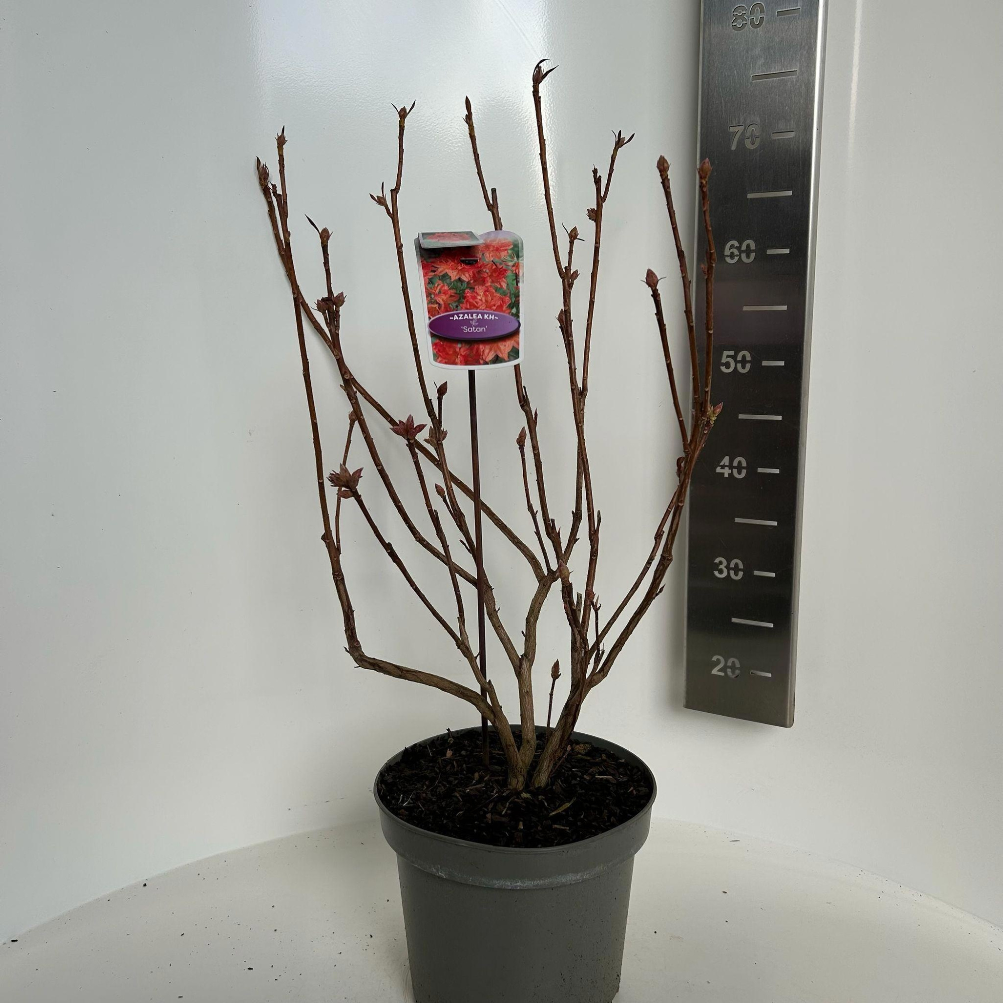 Rhododendron (AK) 'Satan', D 23