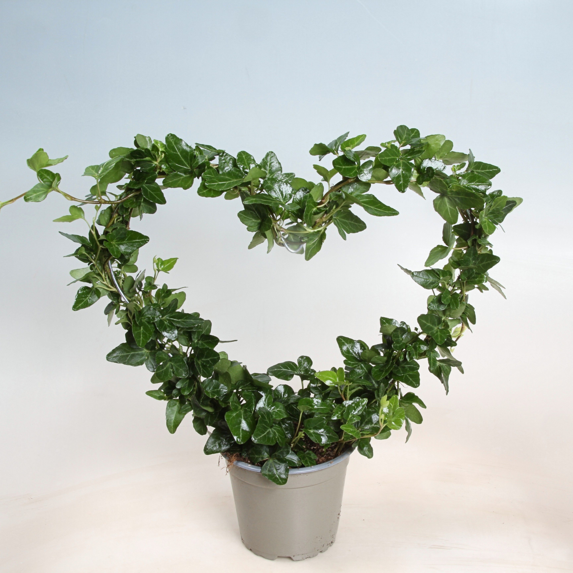 Hedera Helix Heart 12 cm, D 12